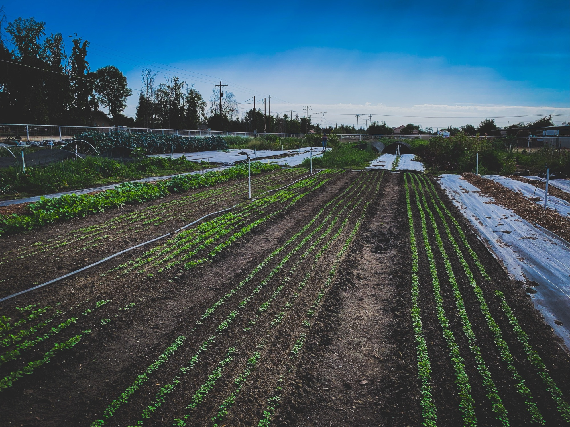 Garden Consultations: How to Start Growing Better