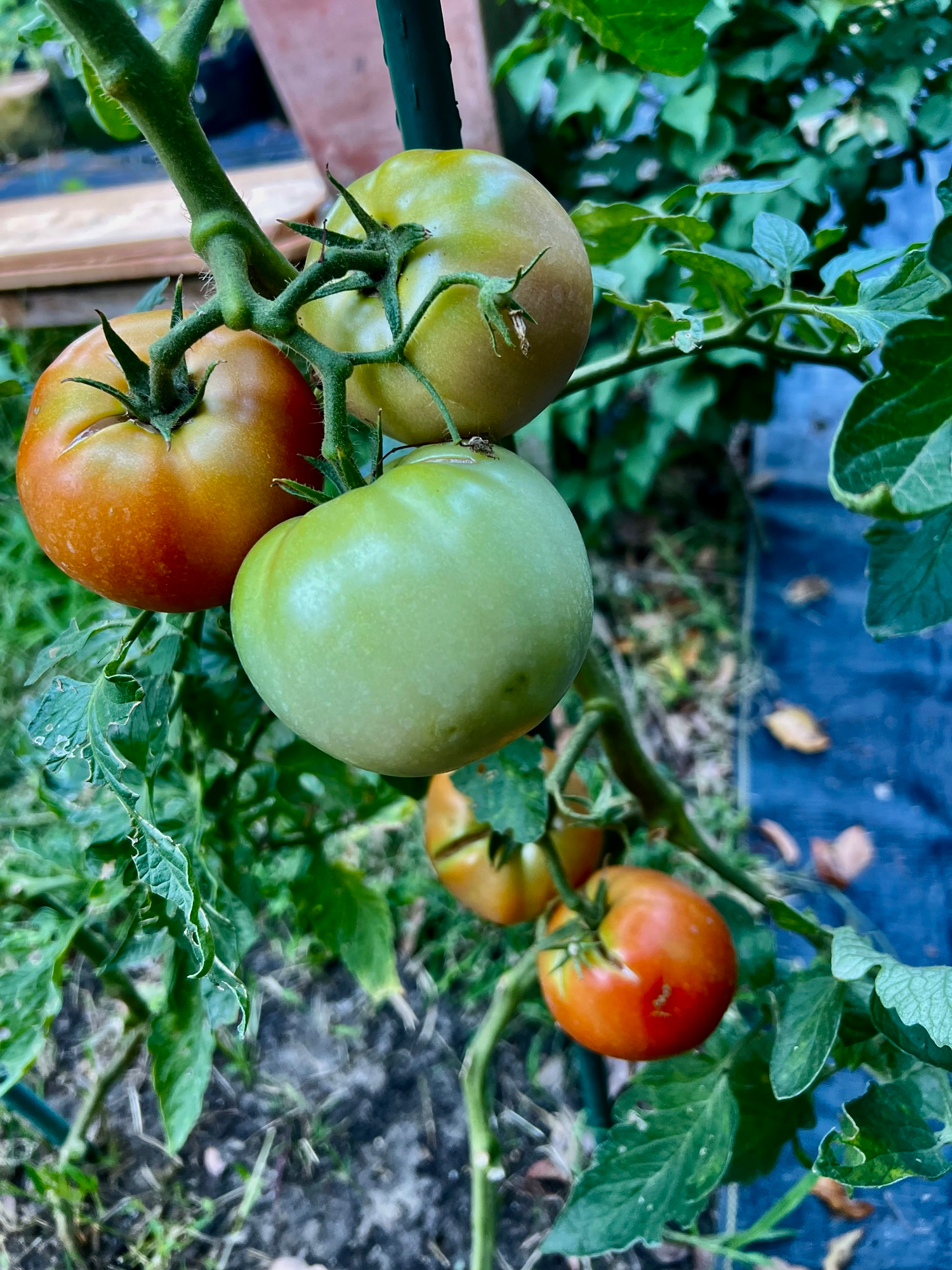 Tomatoes growing on a vine.