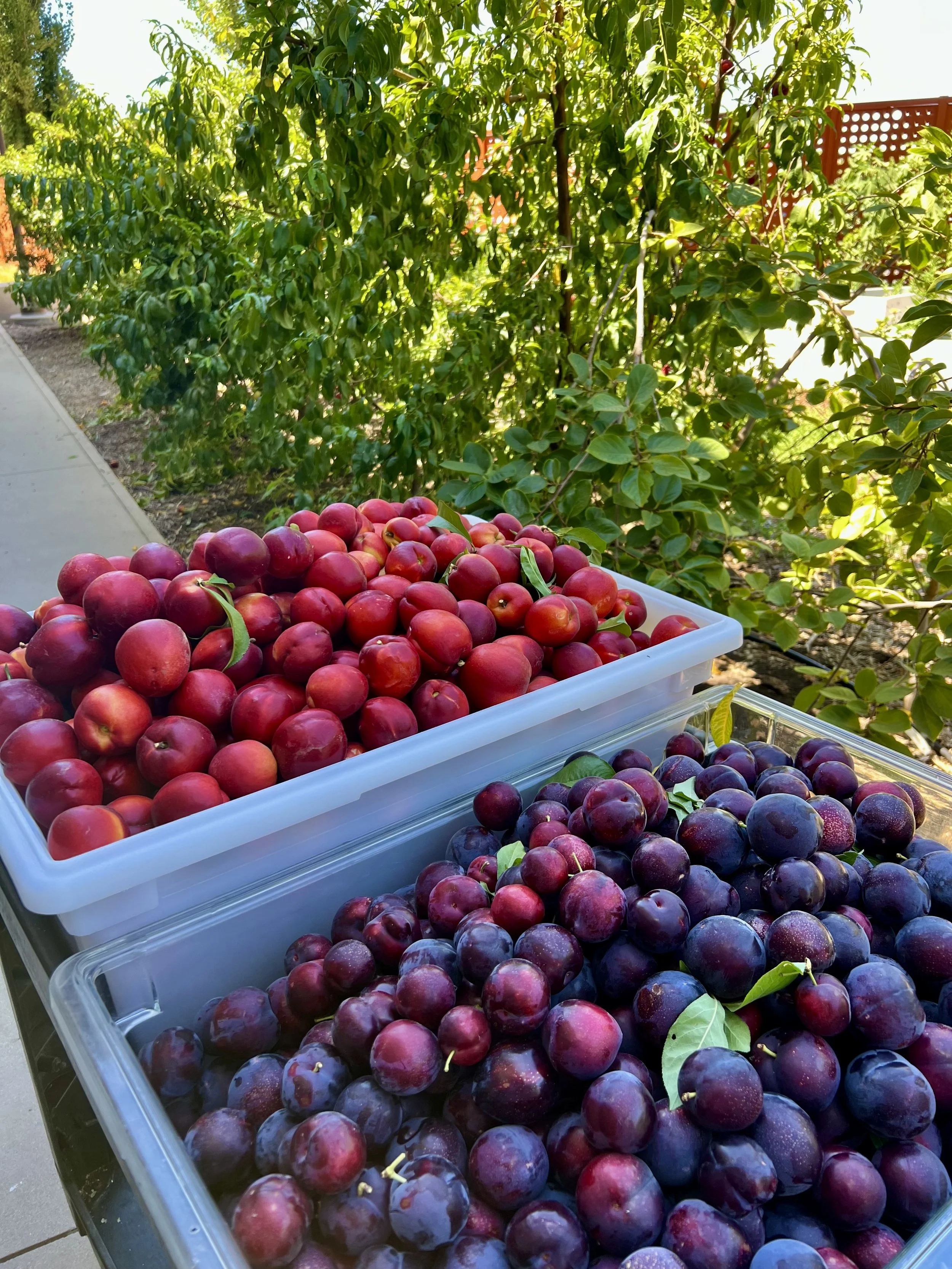 Hundreds of Pounds of Fruit