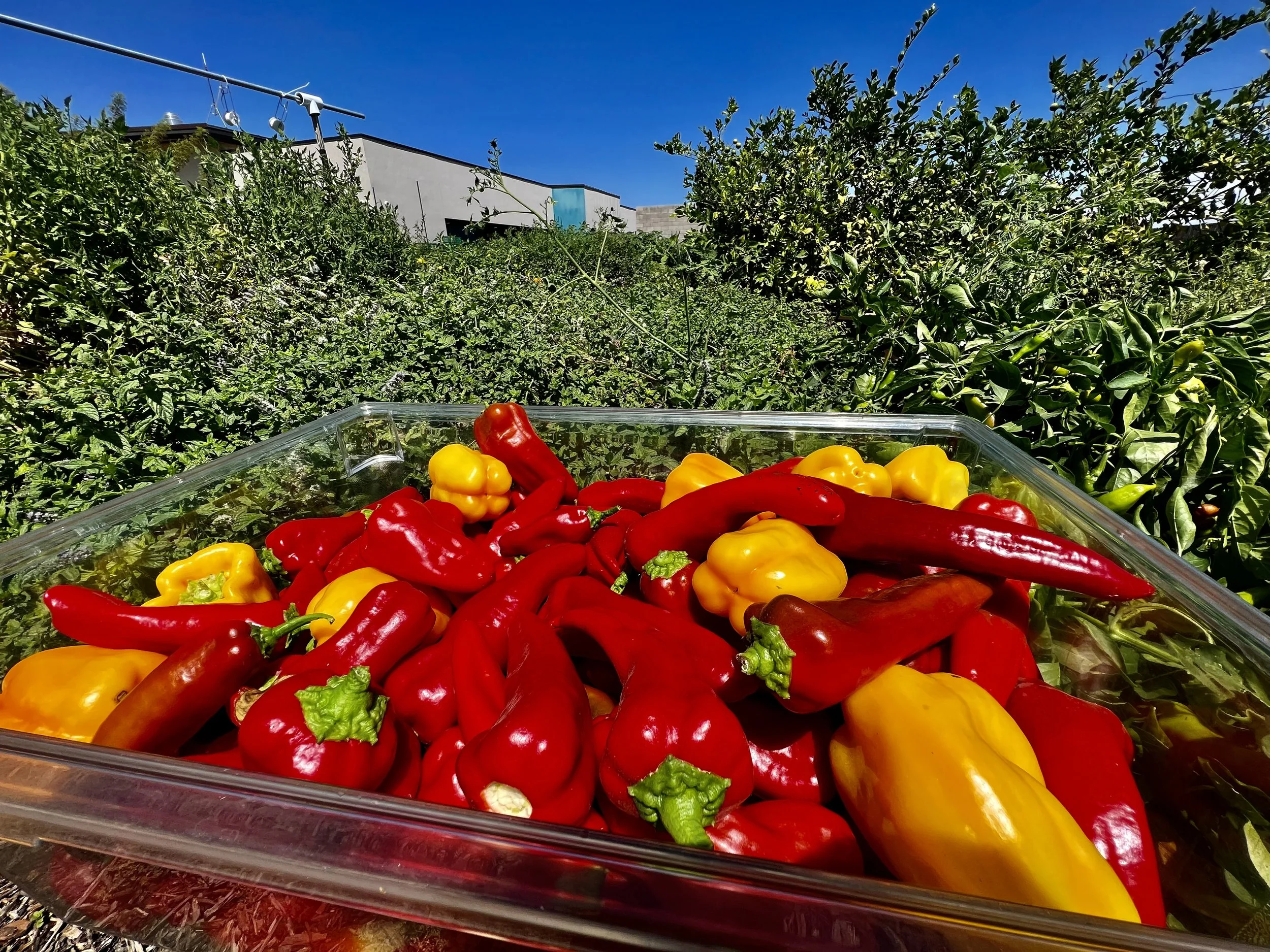 Cornito peppers being harvested.