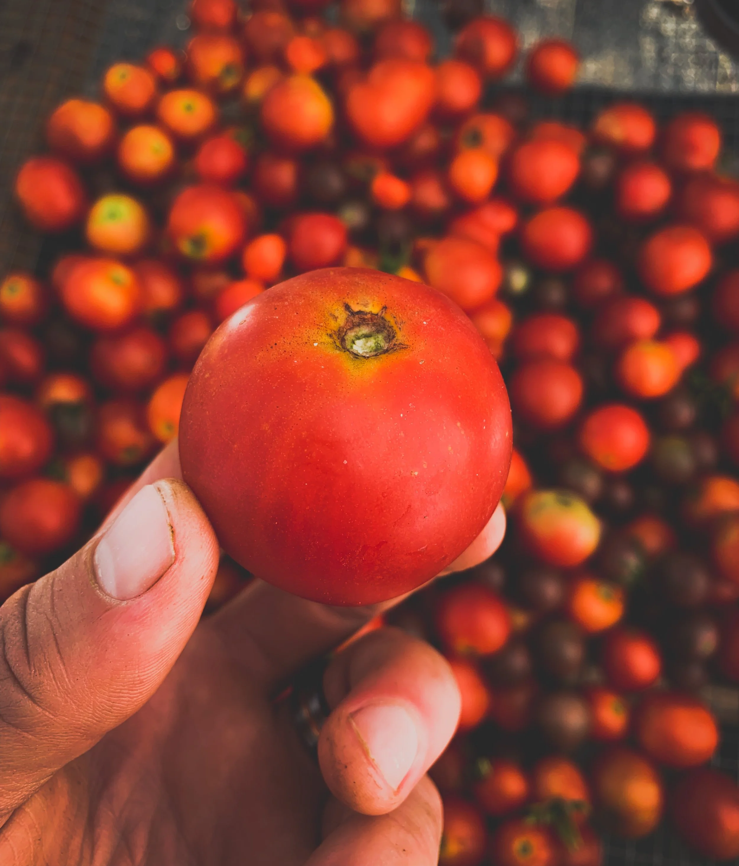 Vegetables and Fruits To Grow In the San Joaquin Valley (CA) in July