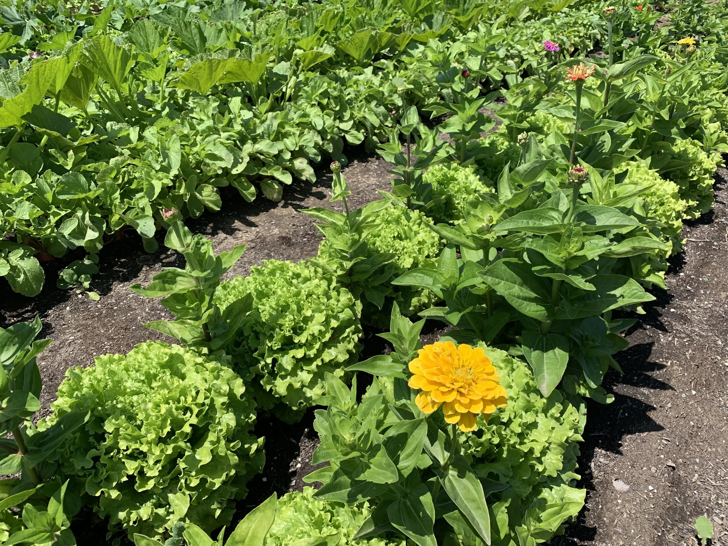 Organic Garden Soil Is For Annuals