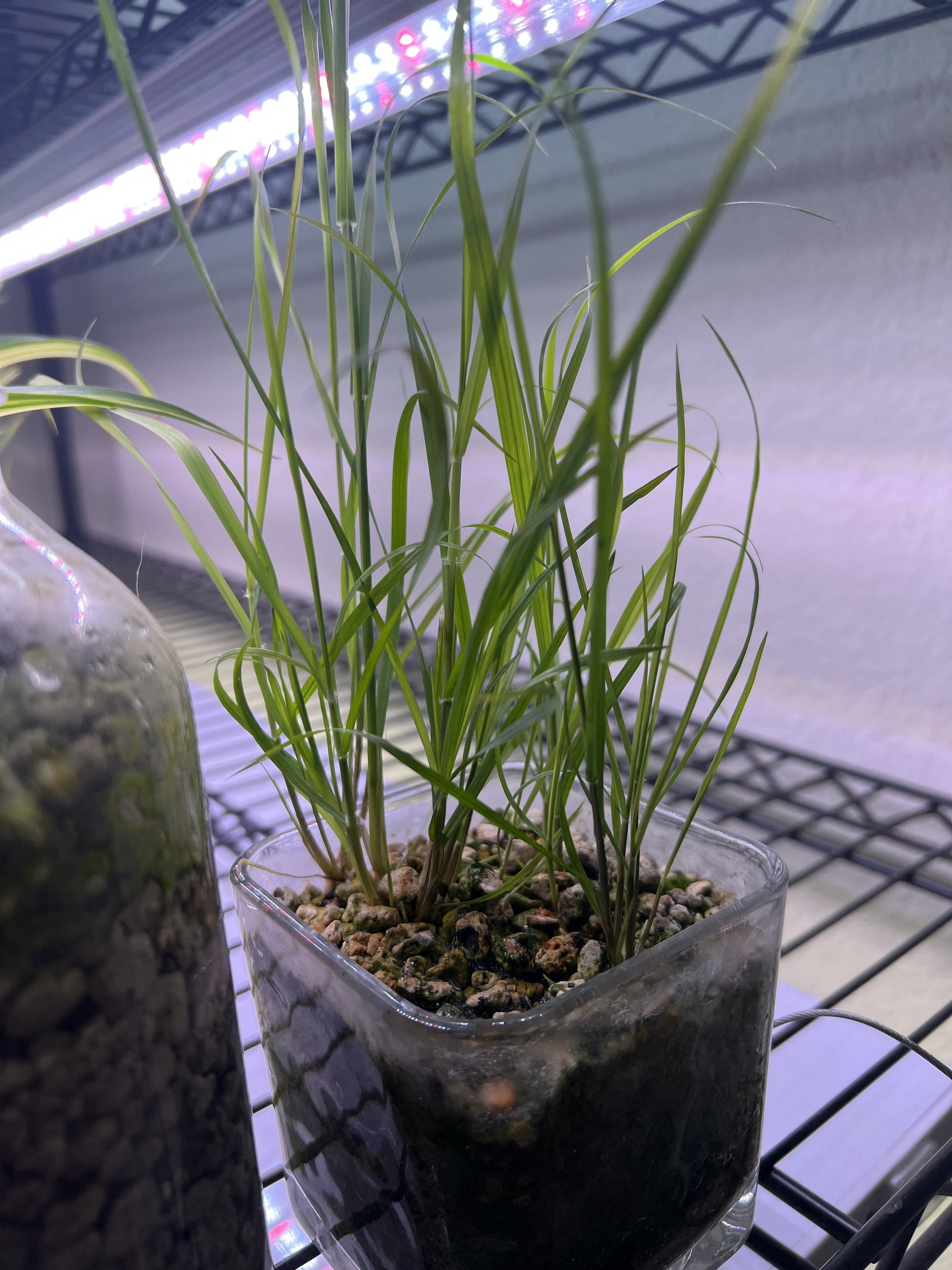 Growing California Native Grass as a Houseplant