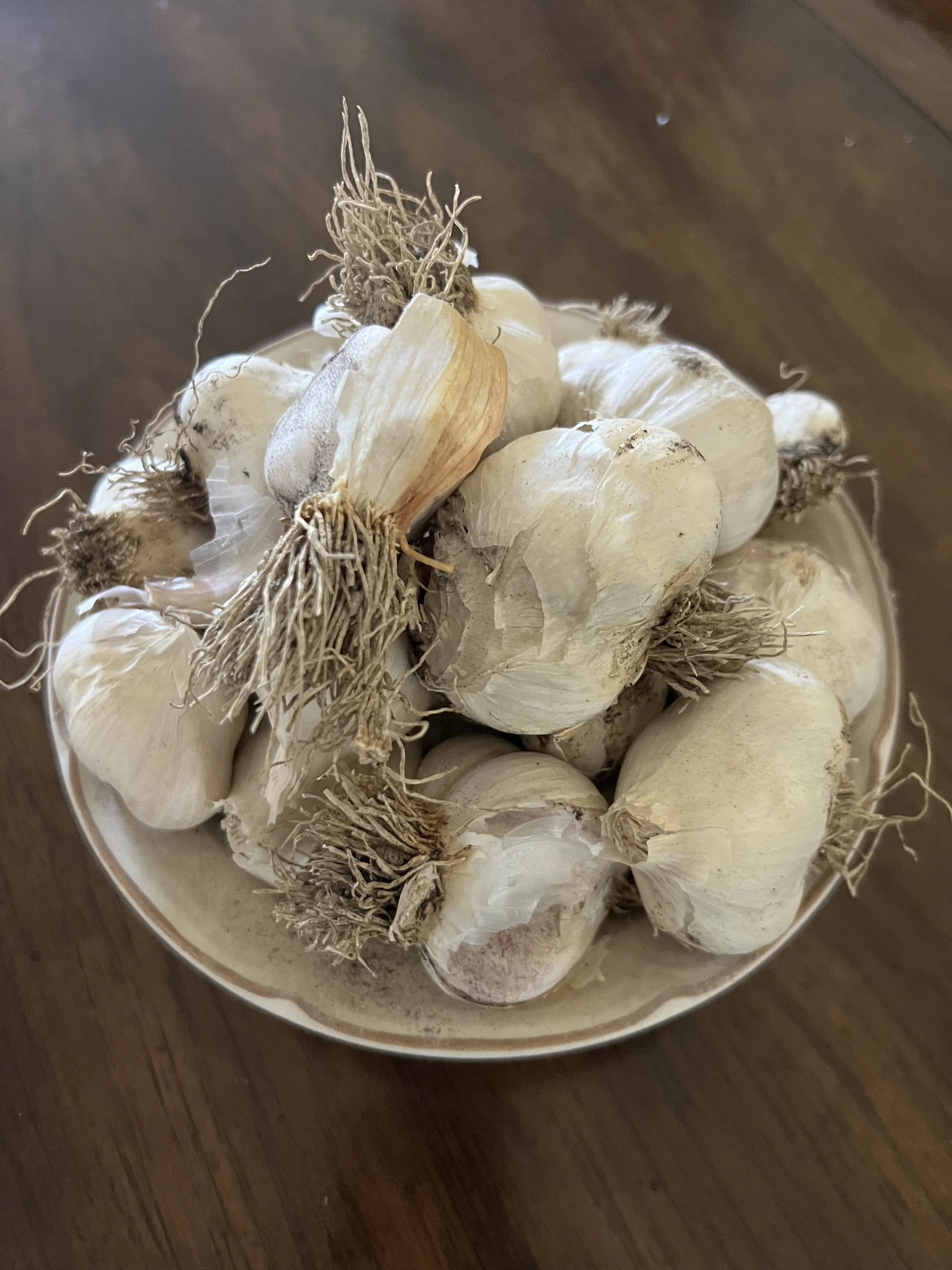 Growing Garlic From Cloves