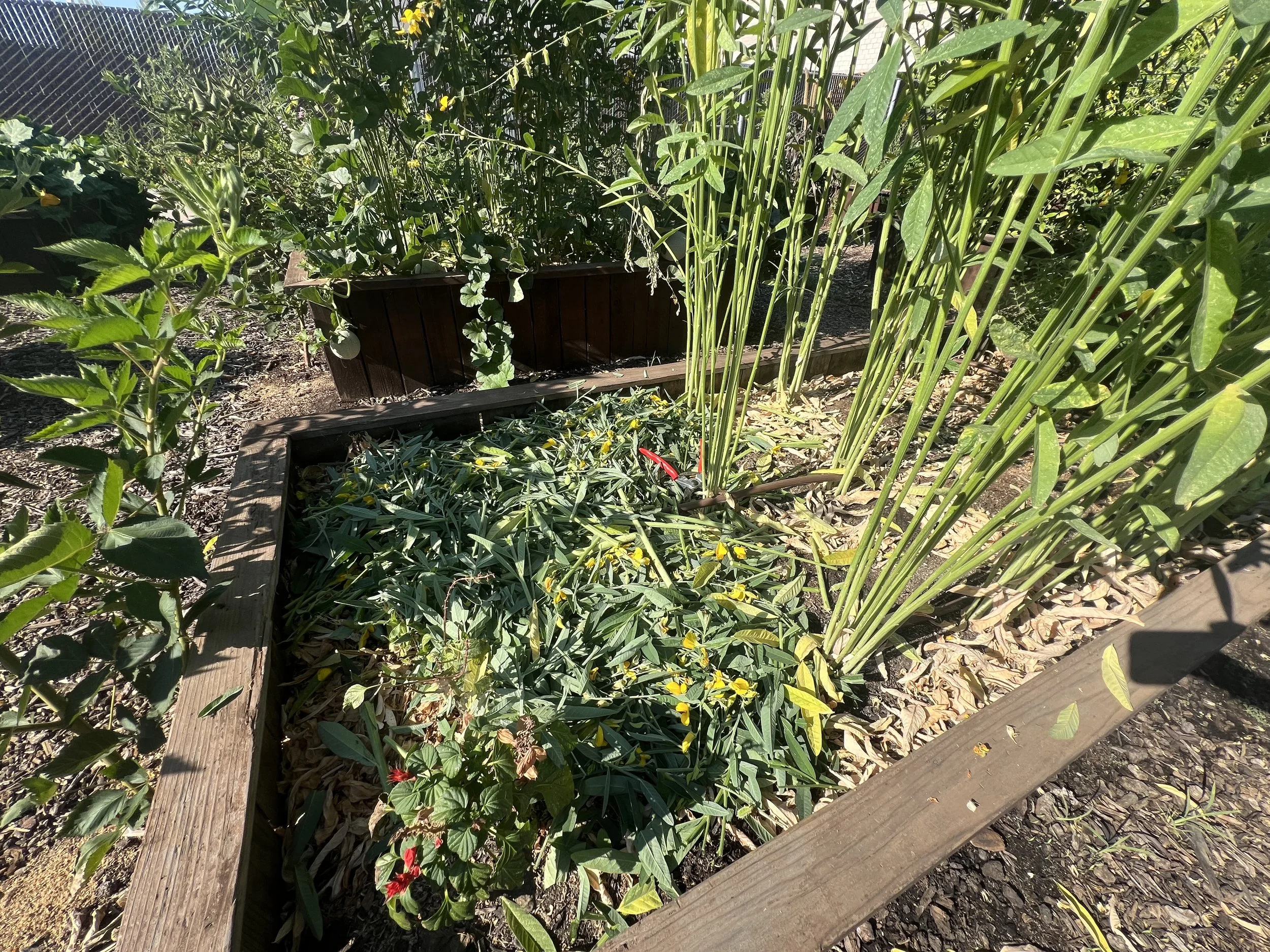 Chop and Drop With Crop Waste
