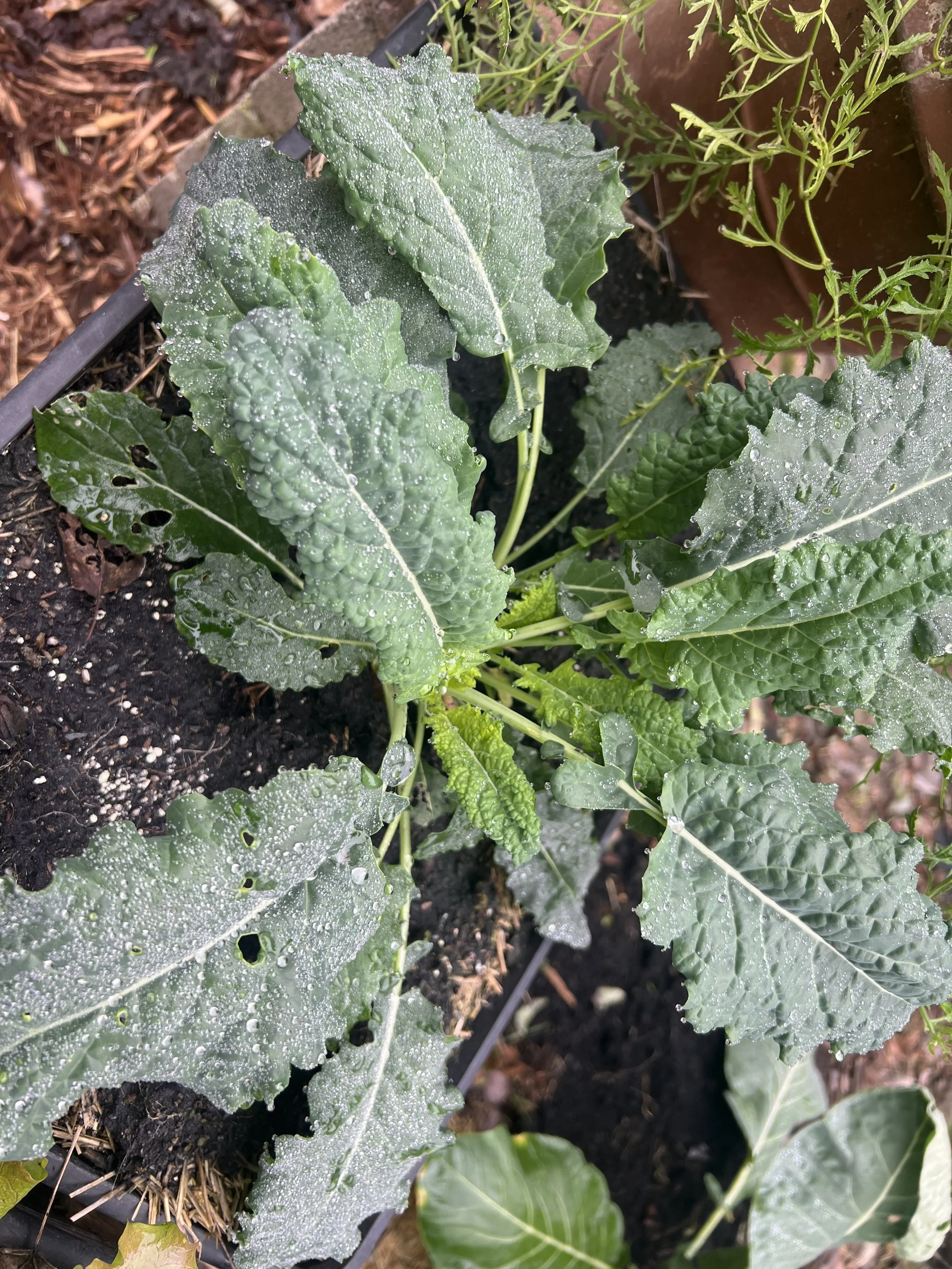 Mineral Fertilizers Don’t Kill Soil