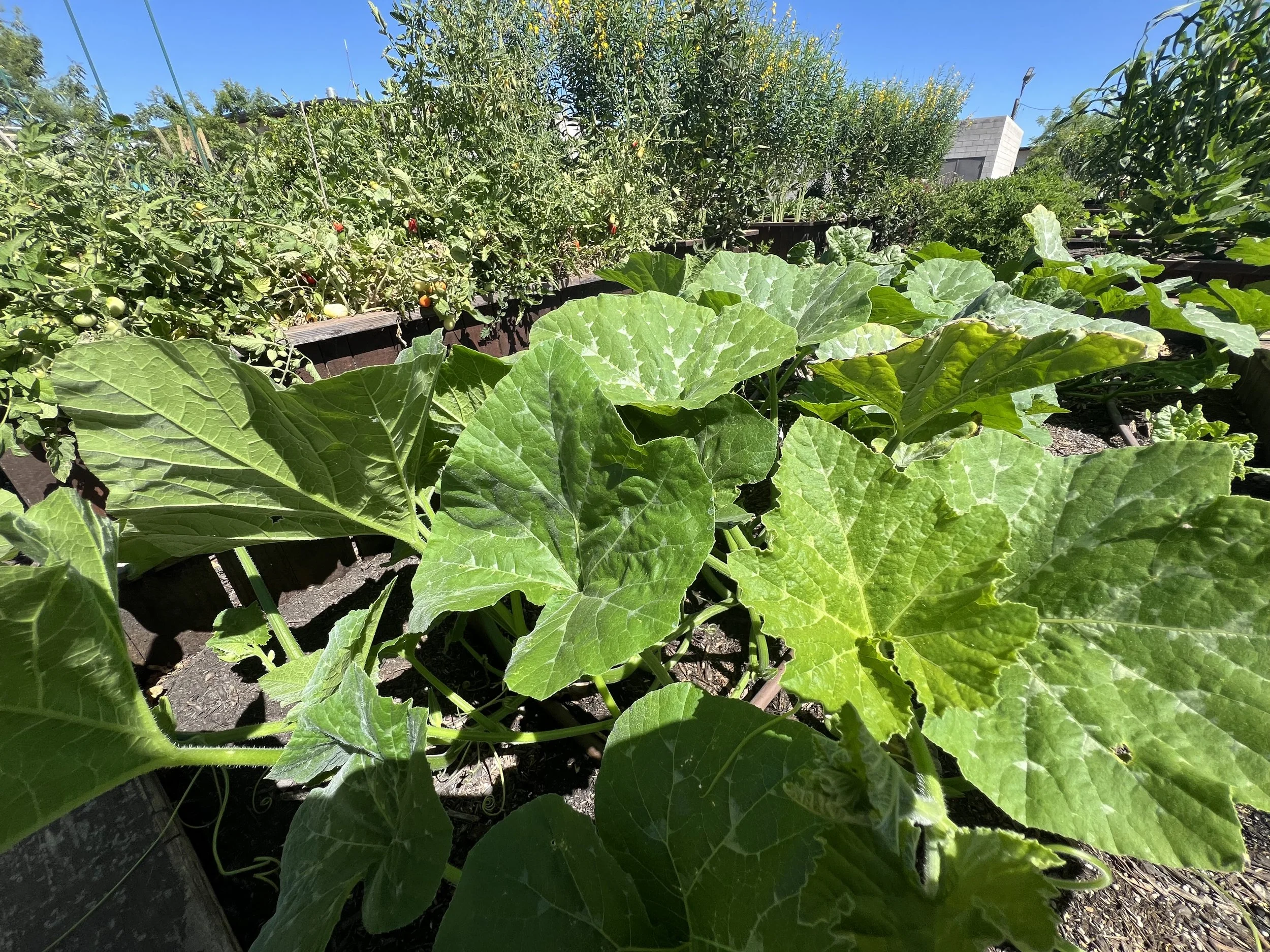 Winter squash growing in a garden.