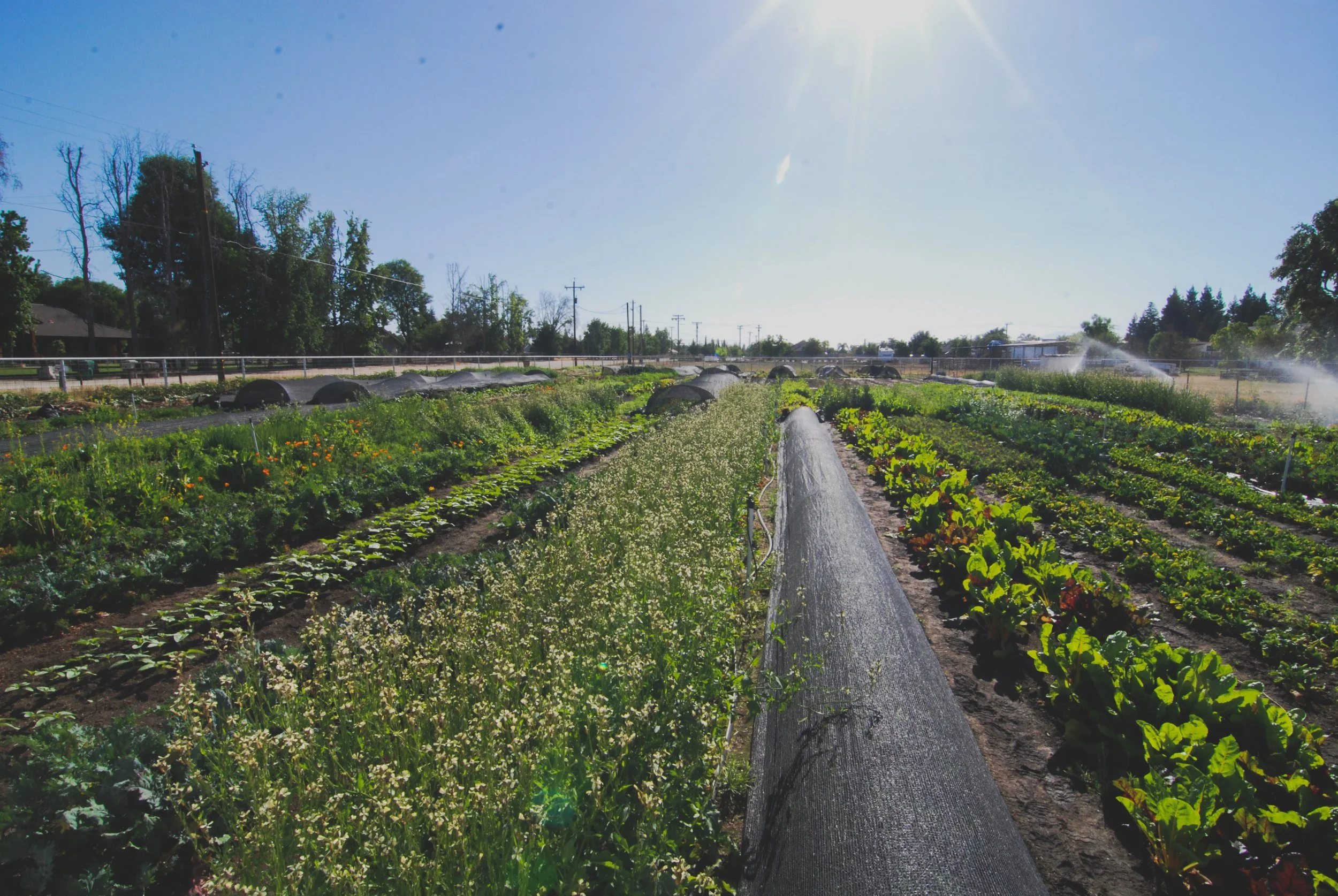 A farm field in the summer.
