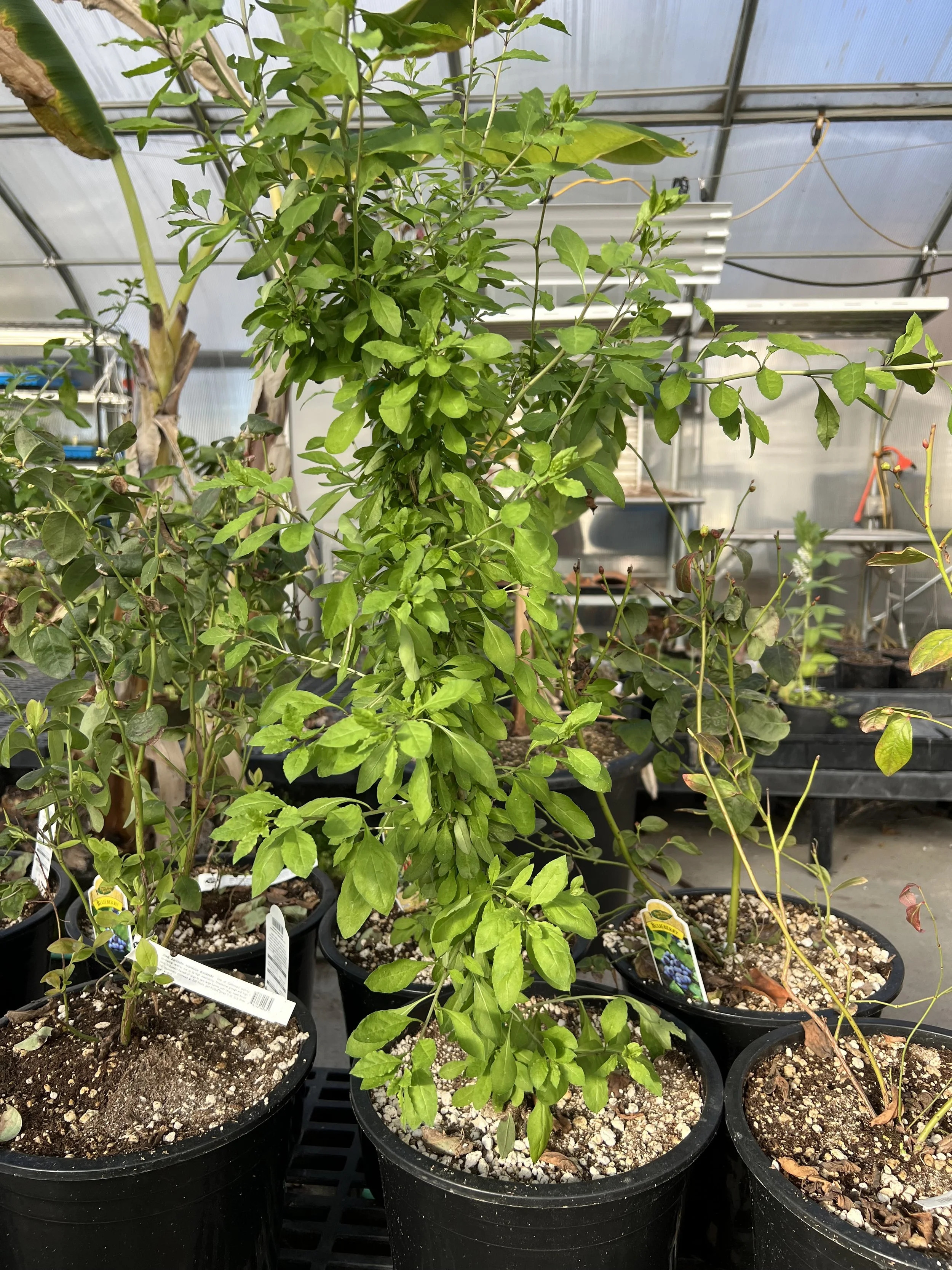 Growing Goji Berries in Potting Mix