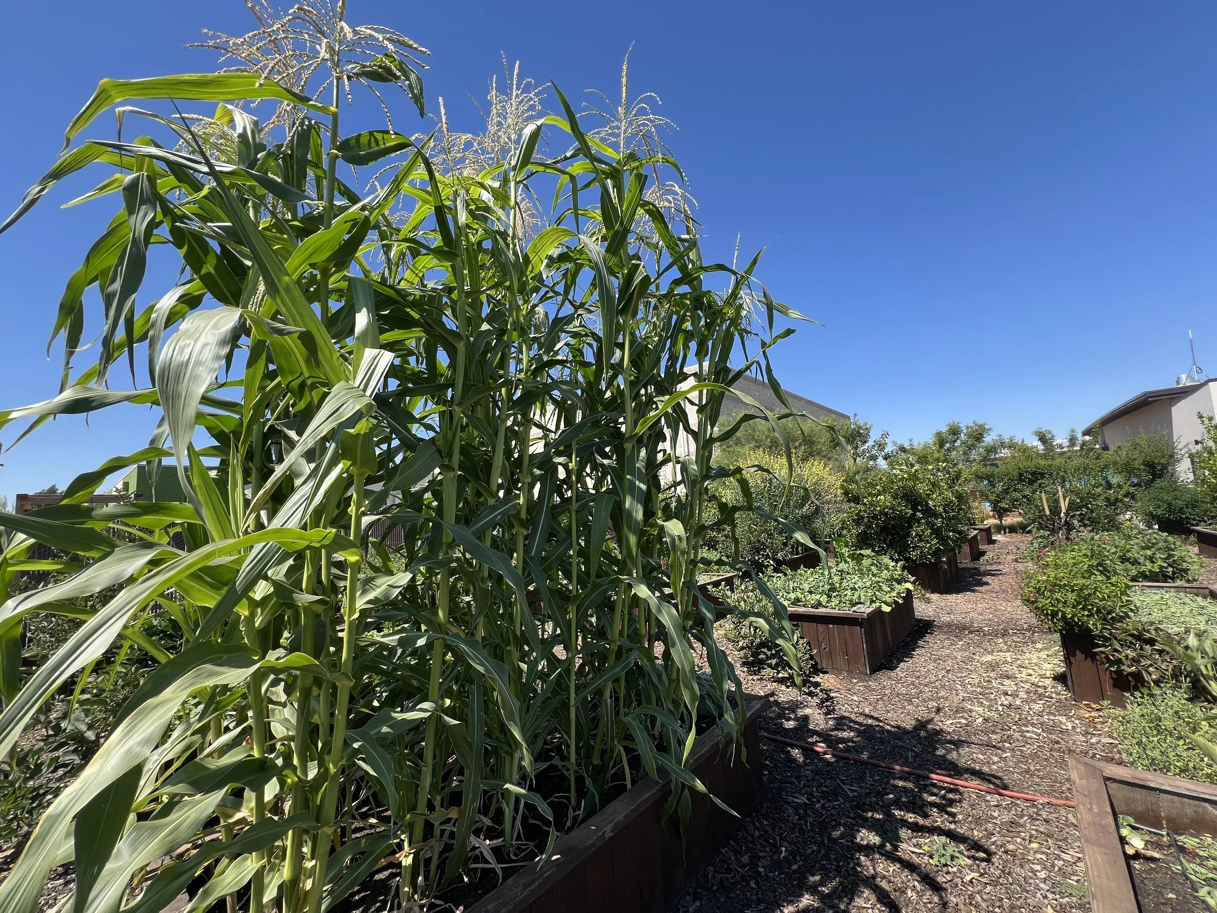 Corn growing in a garden bed.
