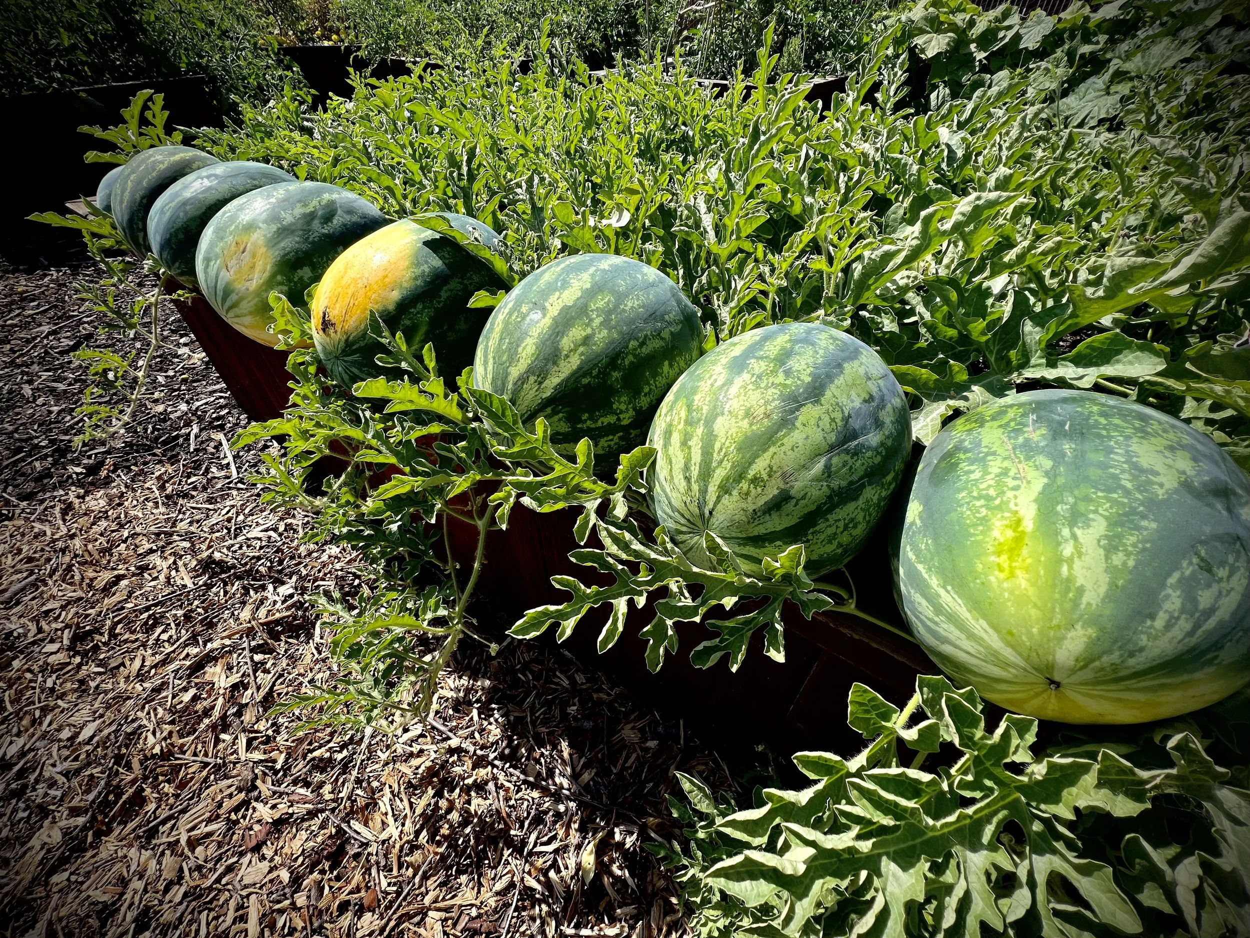Sugar baby watermelons being harvested.
