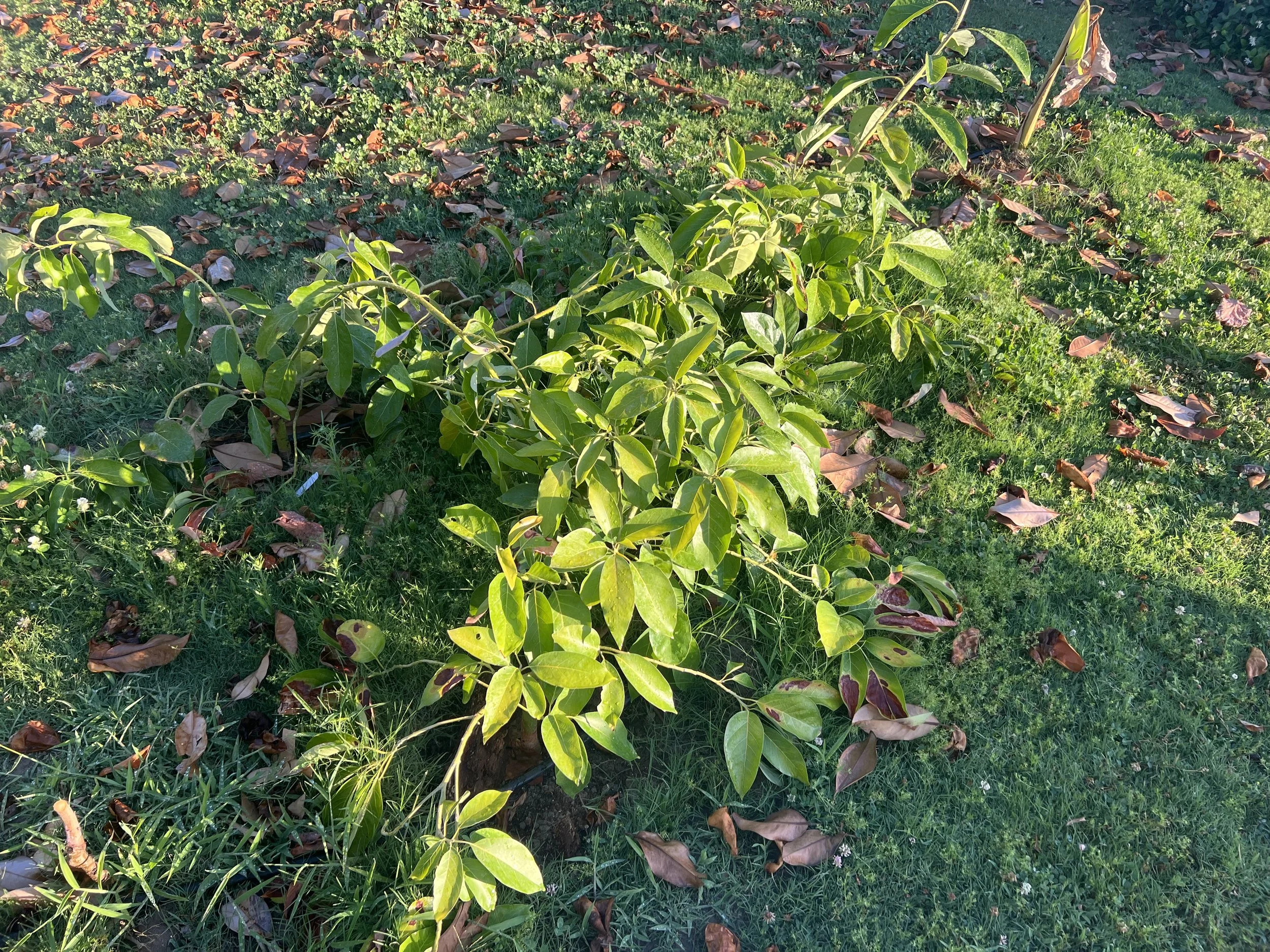 Three avocado trees growing in a yard.