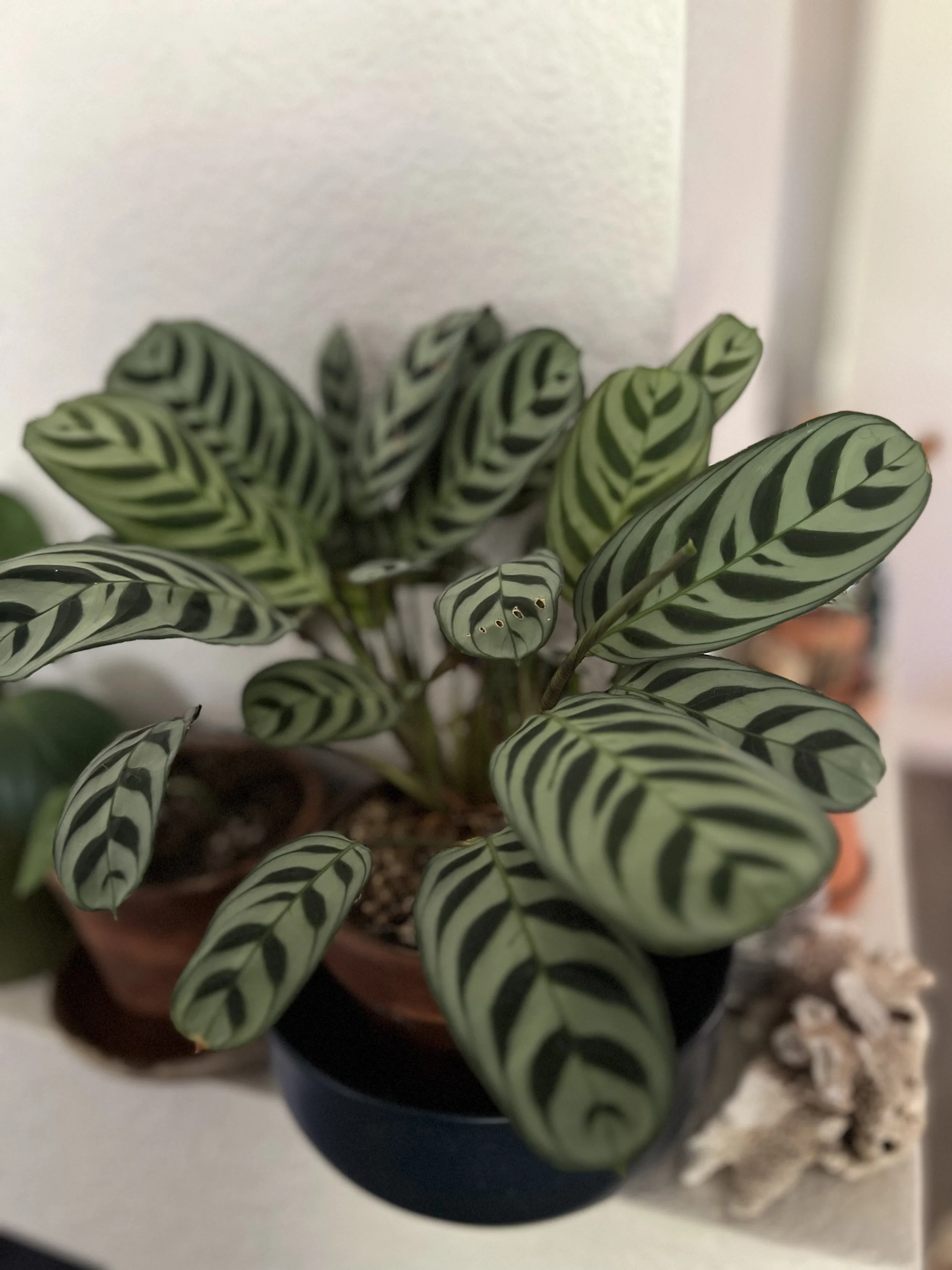 Pumice as a Growing Medium