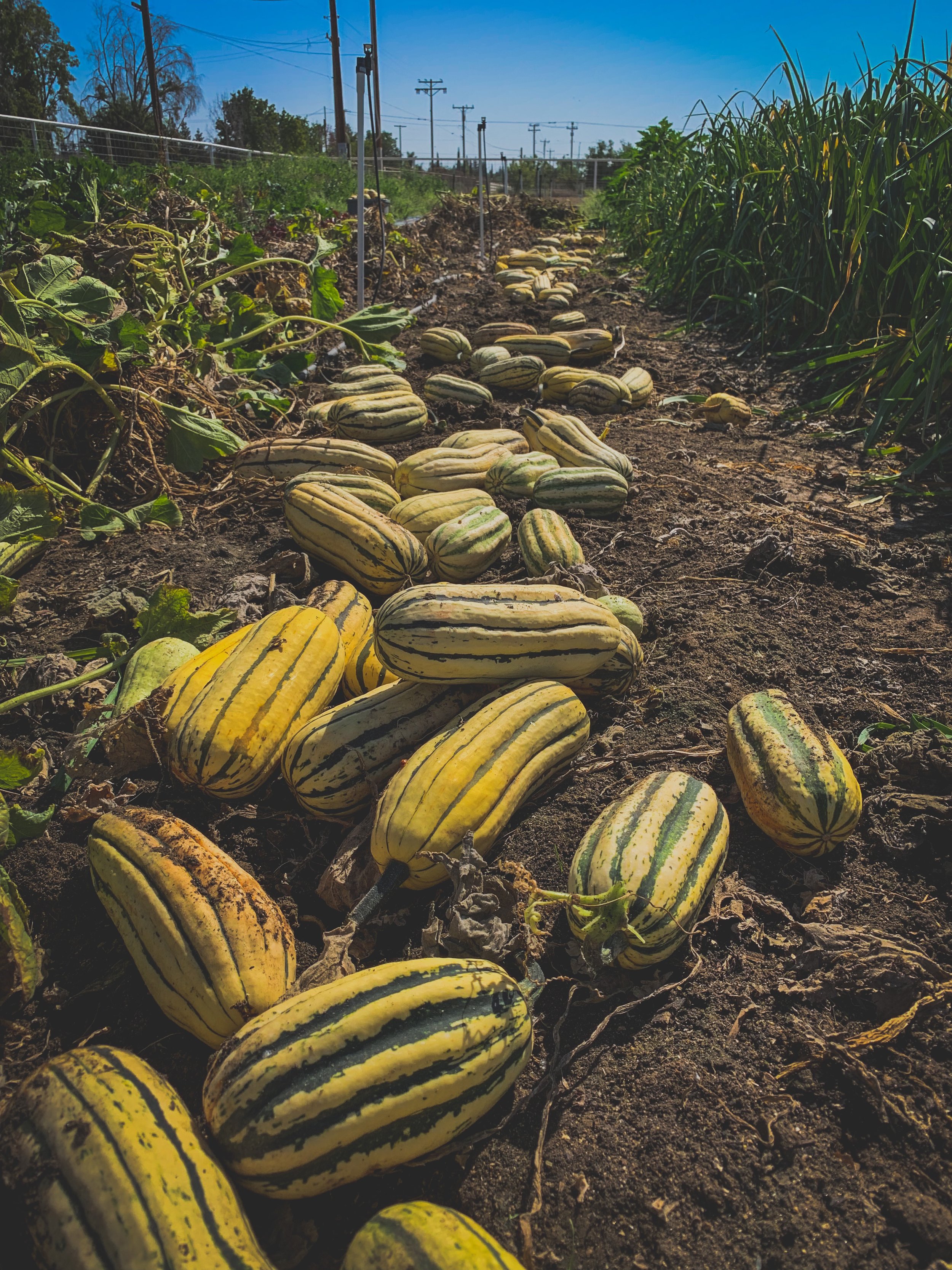 Making a Complete Organic Fertilizer (COF)