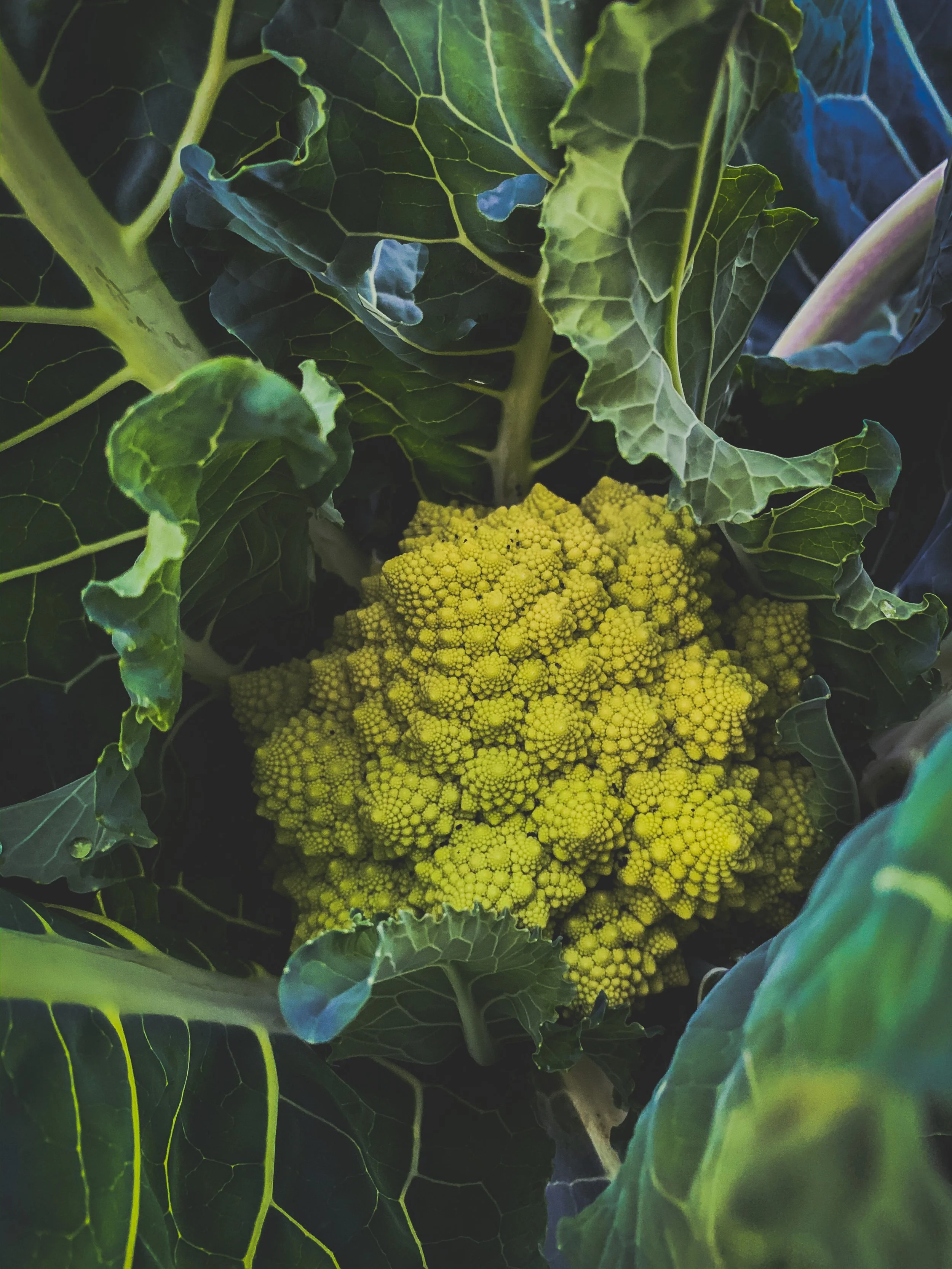 Romanesco cauliflower in the garden.