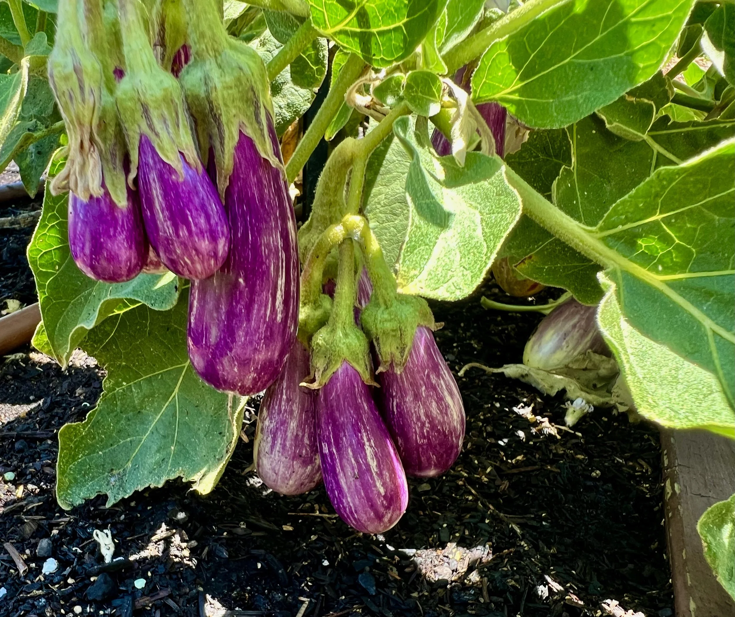 Eggplant growing in a garden bed,.