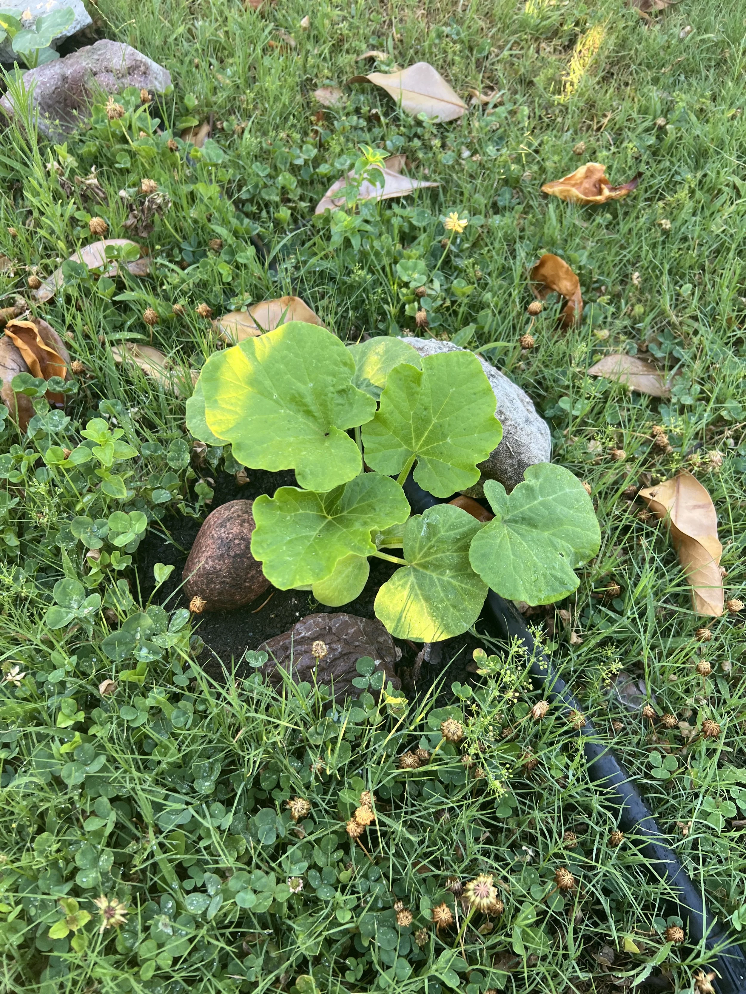 A Front Yard Vegetable Garden Amongst The Weeds