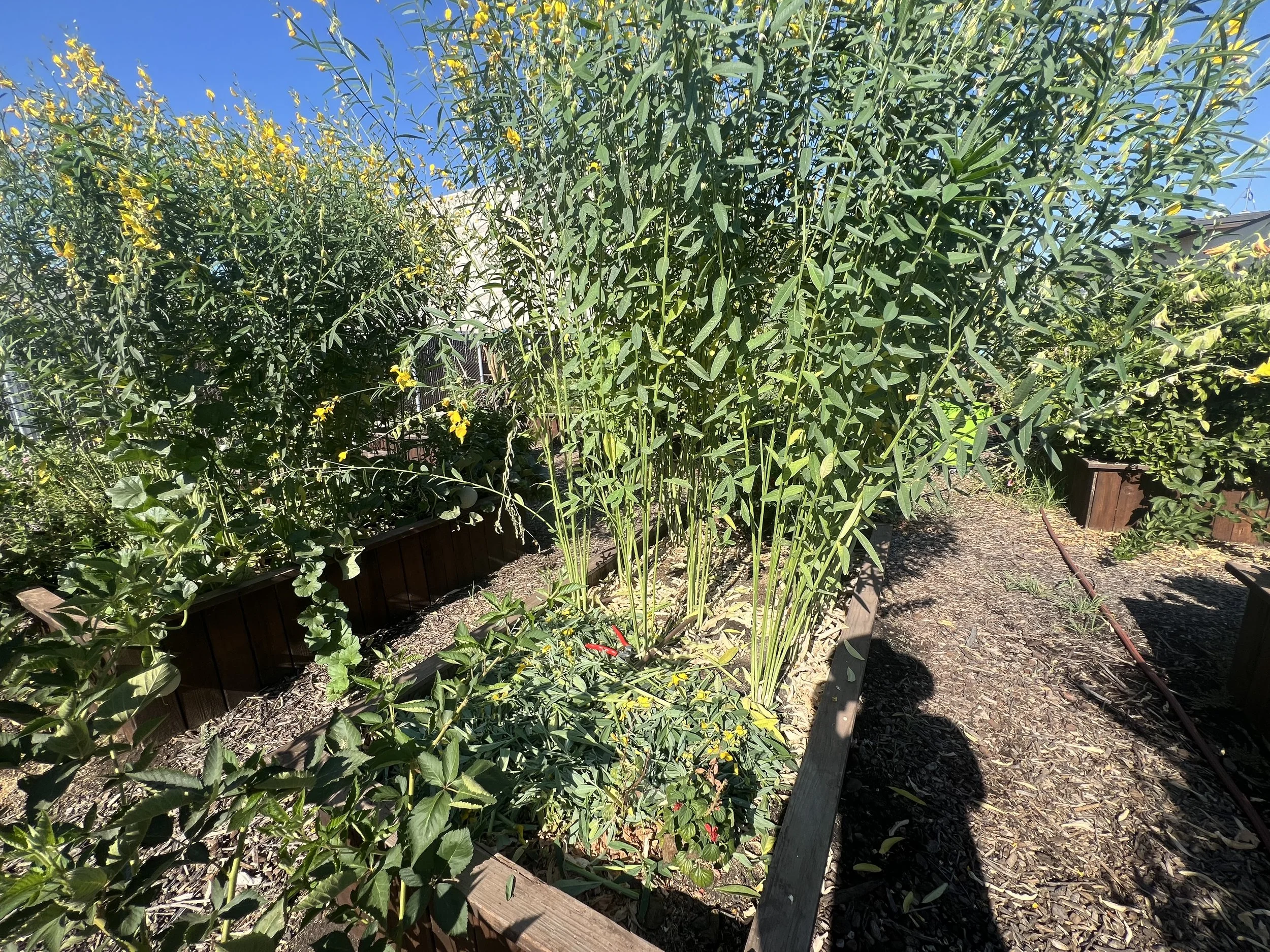 Growing Sunn Hemp as a Summer Cover Crop