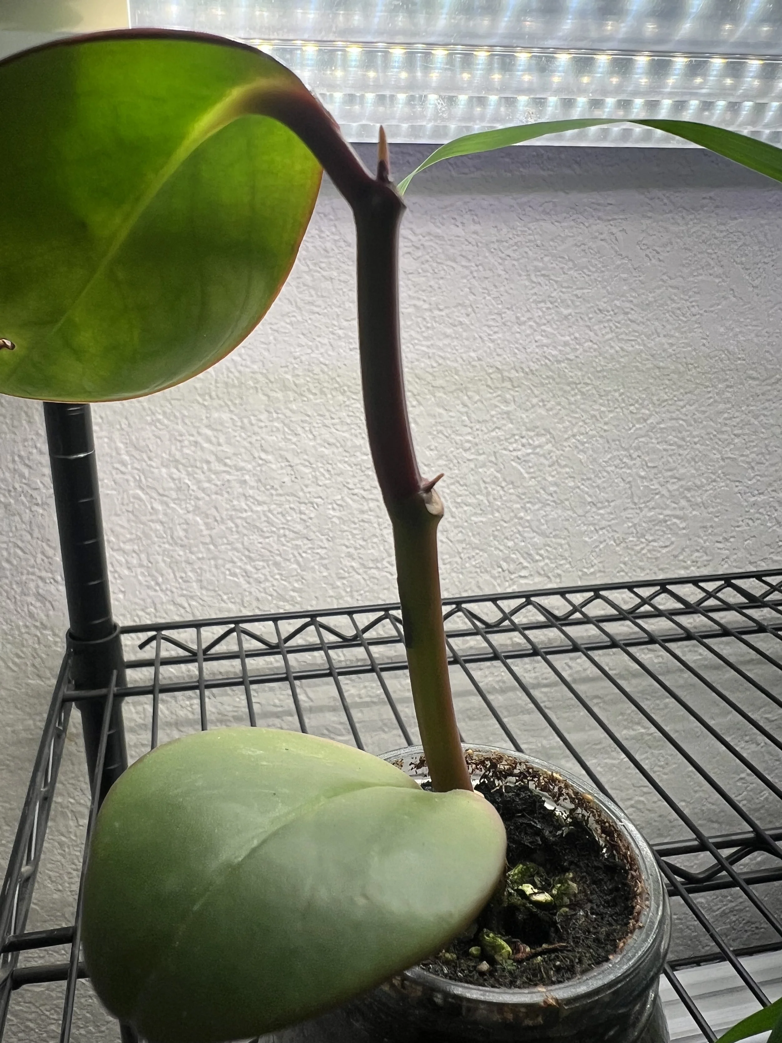 Hoyas: Low Light or More Light?