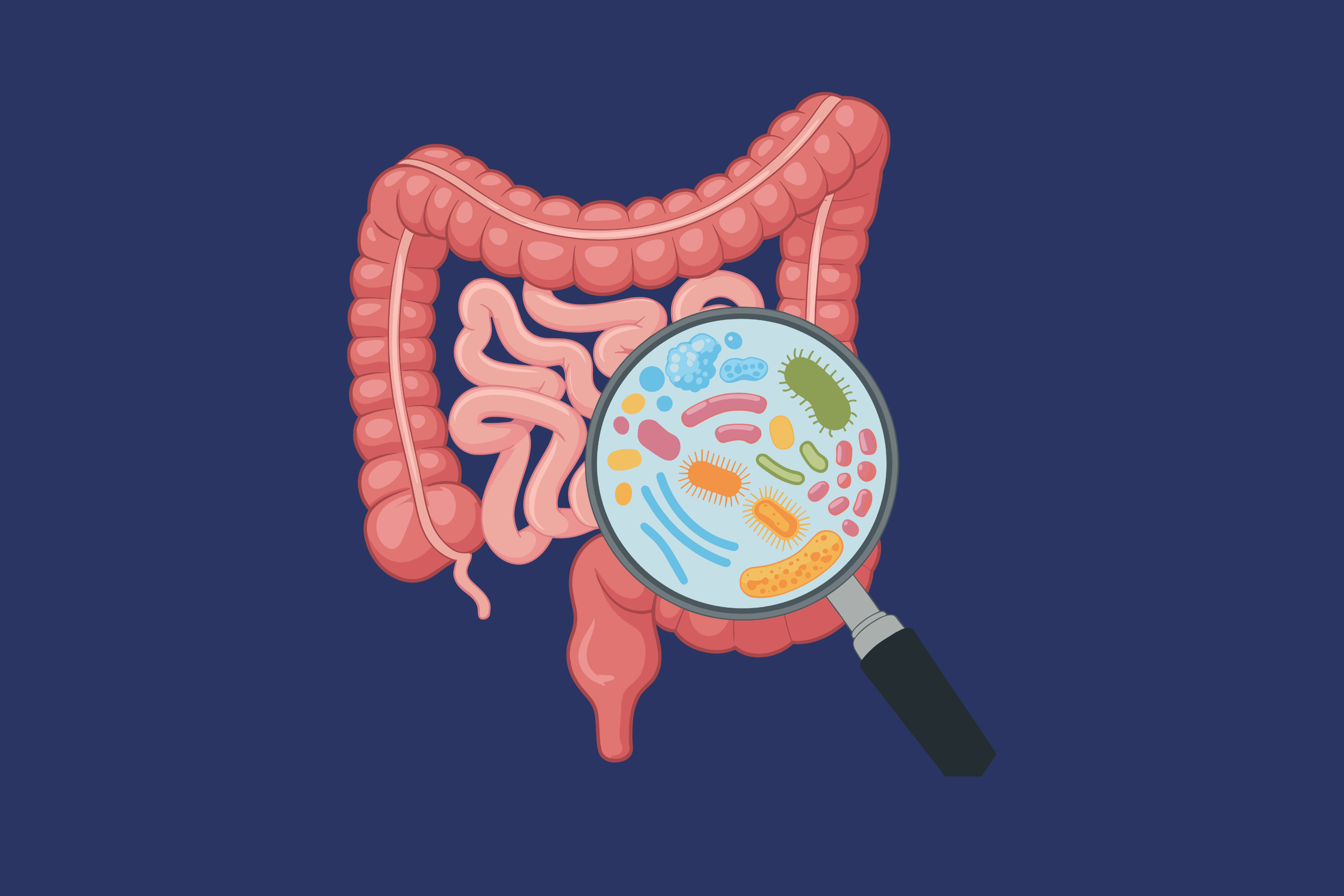 Flat-style illustration of the human gastrointestinal system in pink tones against a navy blue background, with a magnifying glass over section of colon revealing an array of colourful bacteria and microorganisms in different shapes.