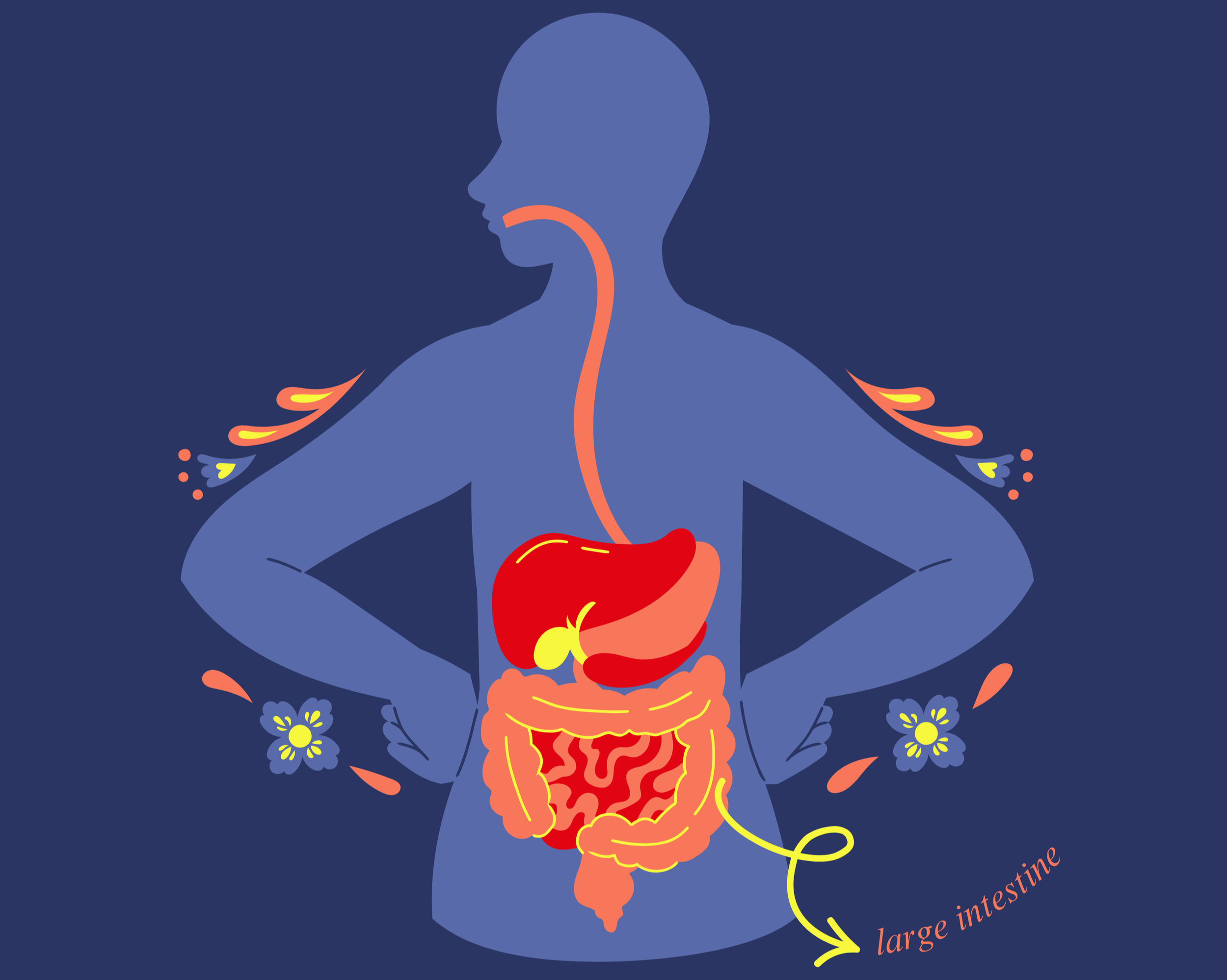 Flat-style illustration of a person’s torso in profile, shown in blue, with the digestive tract highlighted in coral and yellow from mouth to large intestine, including the oesophagus, stomach, liver, and intestines.