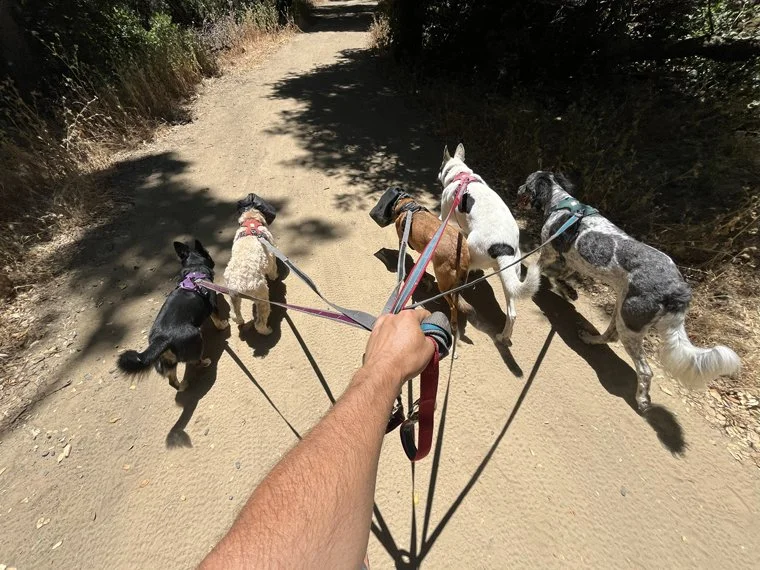 Hiking w_dogs 22.jpg