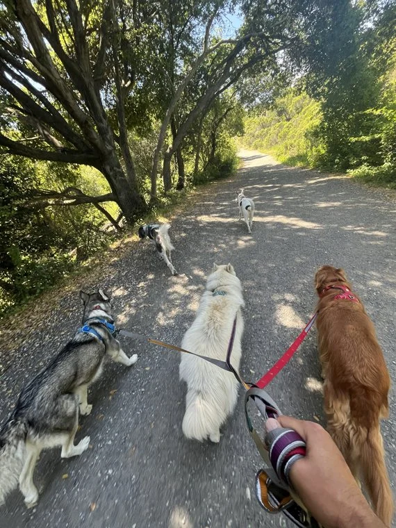 hiking w_dogs 25.jpg