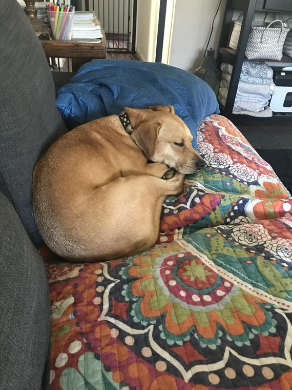 Harper sleeping.jpg