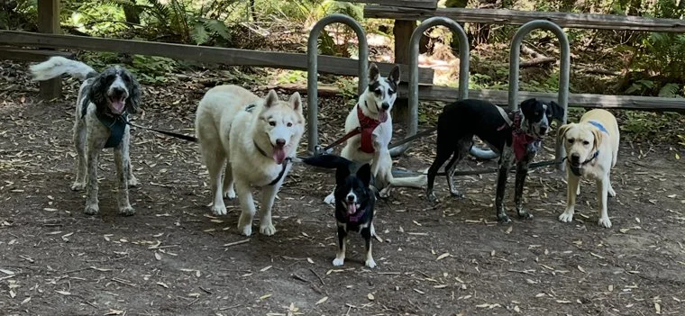 Pack Redwoods.jpg