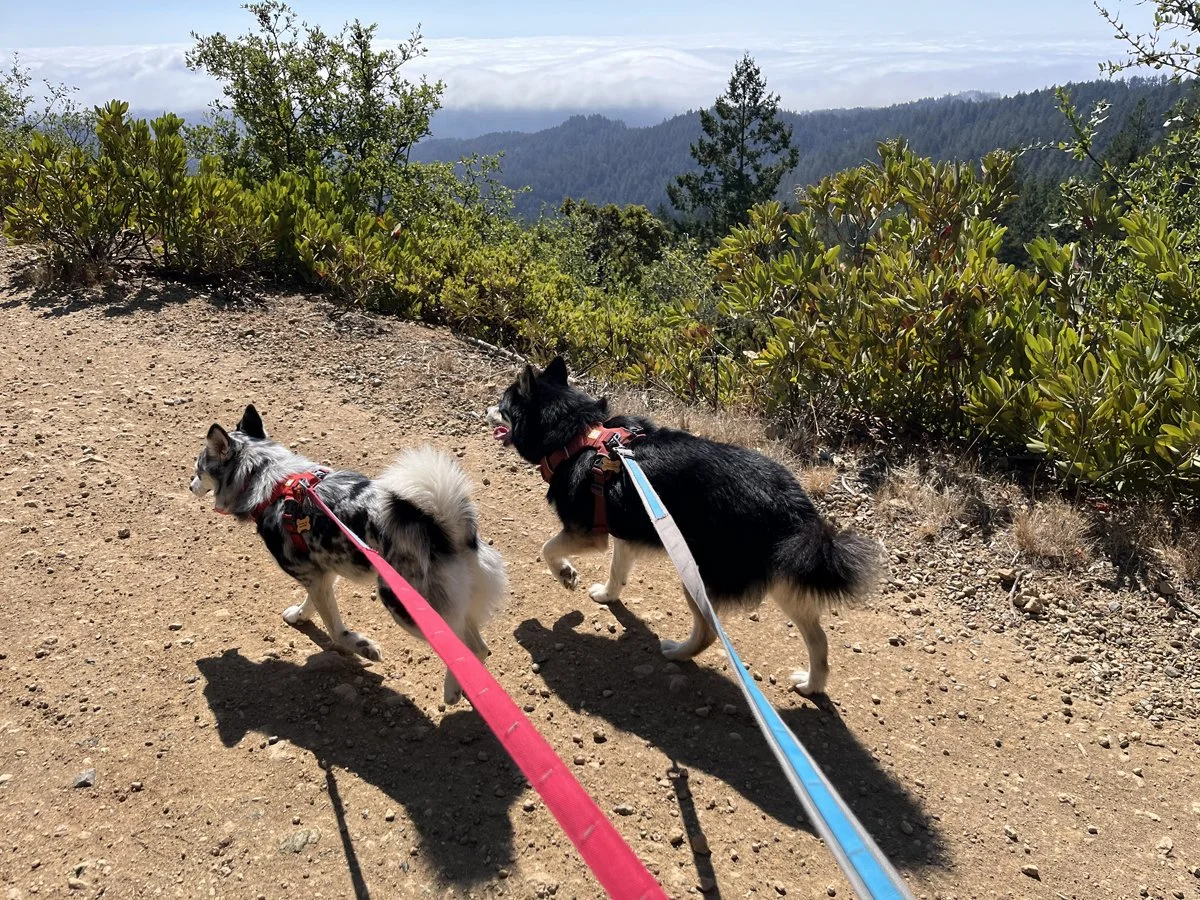 Mt.Tam.jpg