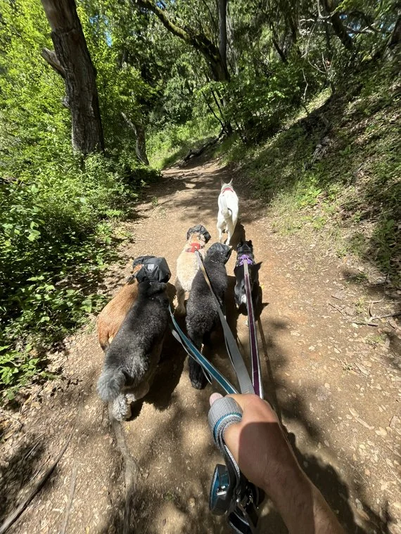 hiking w_dogs 27.jpg