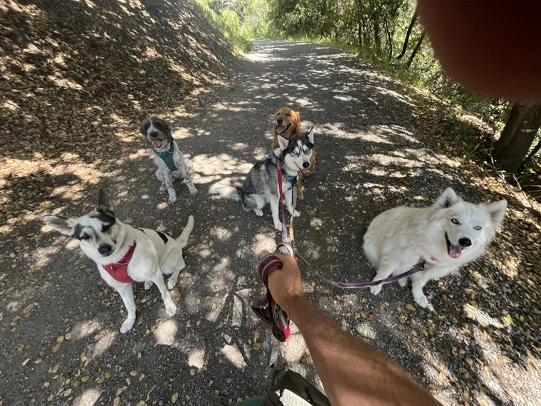 hiking w_dogs 26.jpg