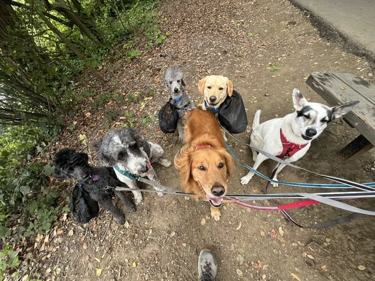 hiking w_dogs 19.jpg