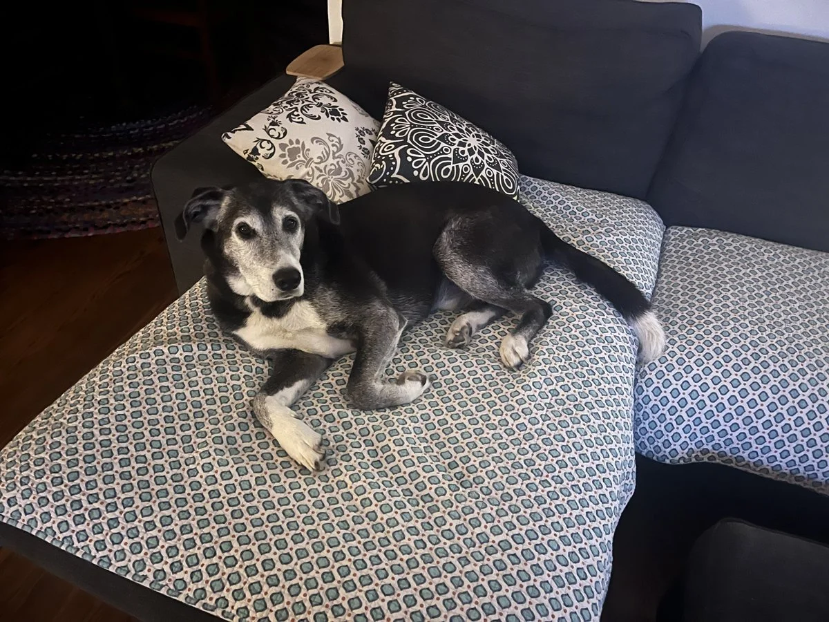 Louie.jpg
