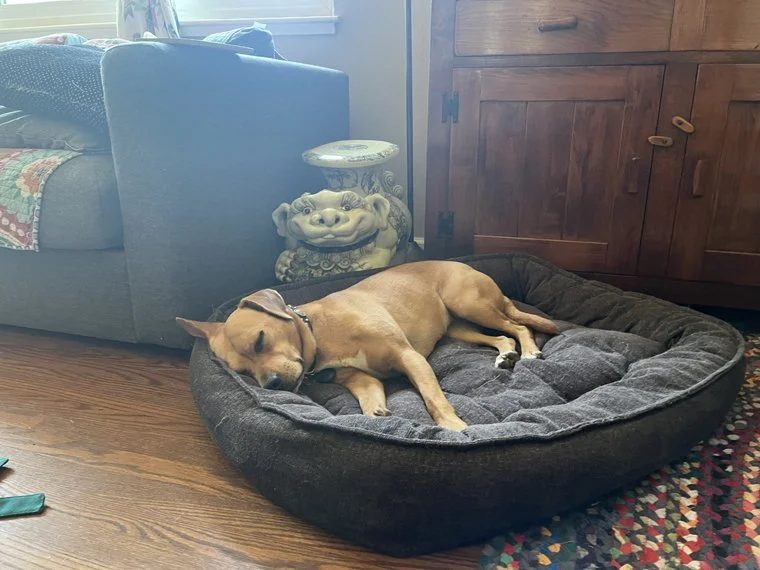 Harper.jpg