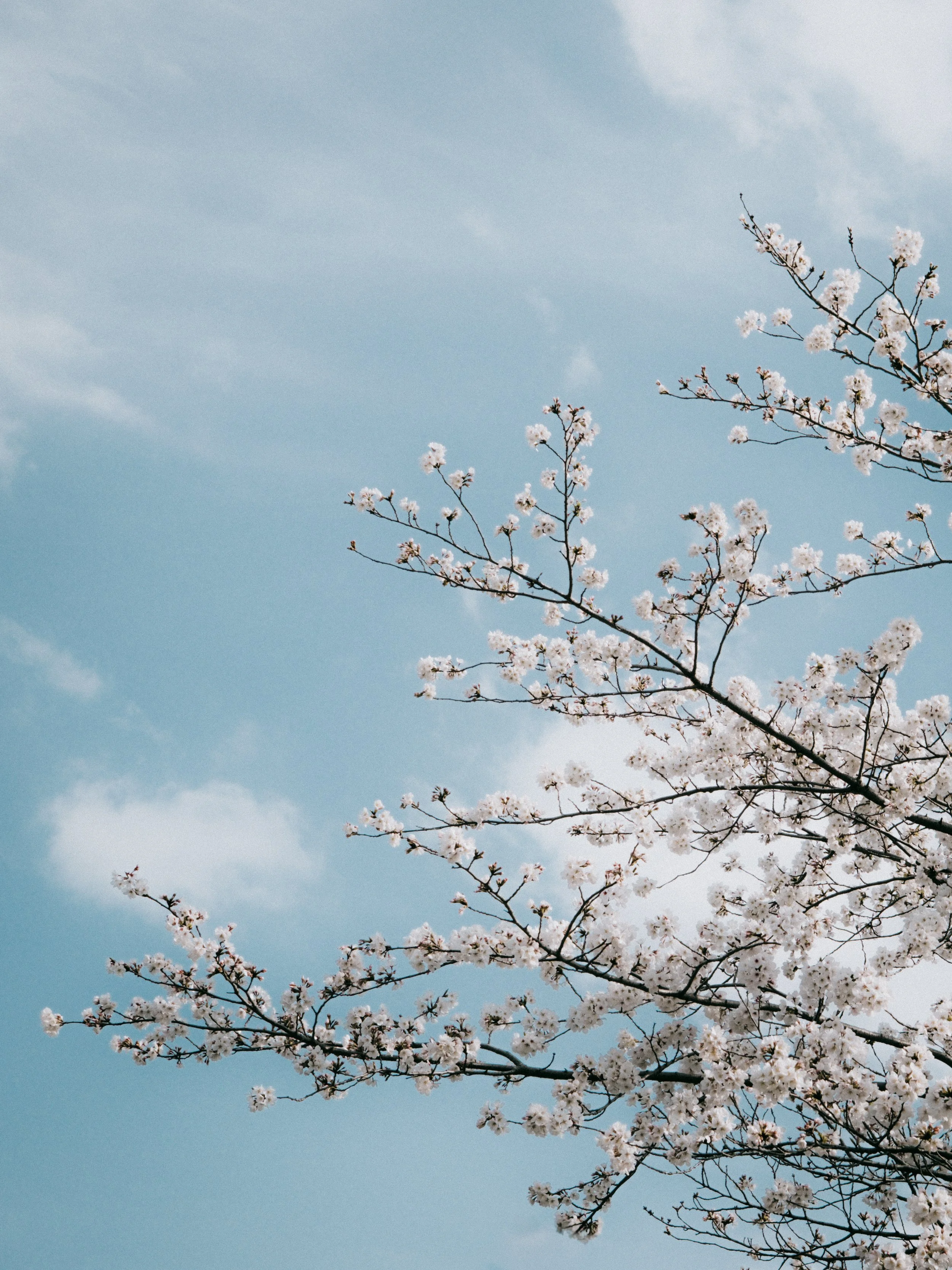Cherry blossom branches with white flowers against a blue sky.