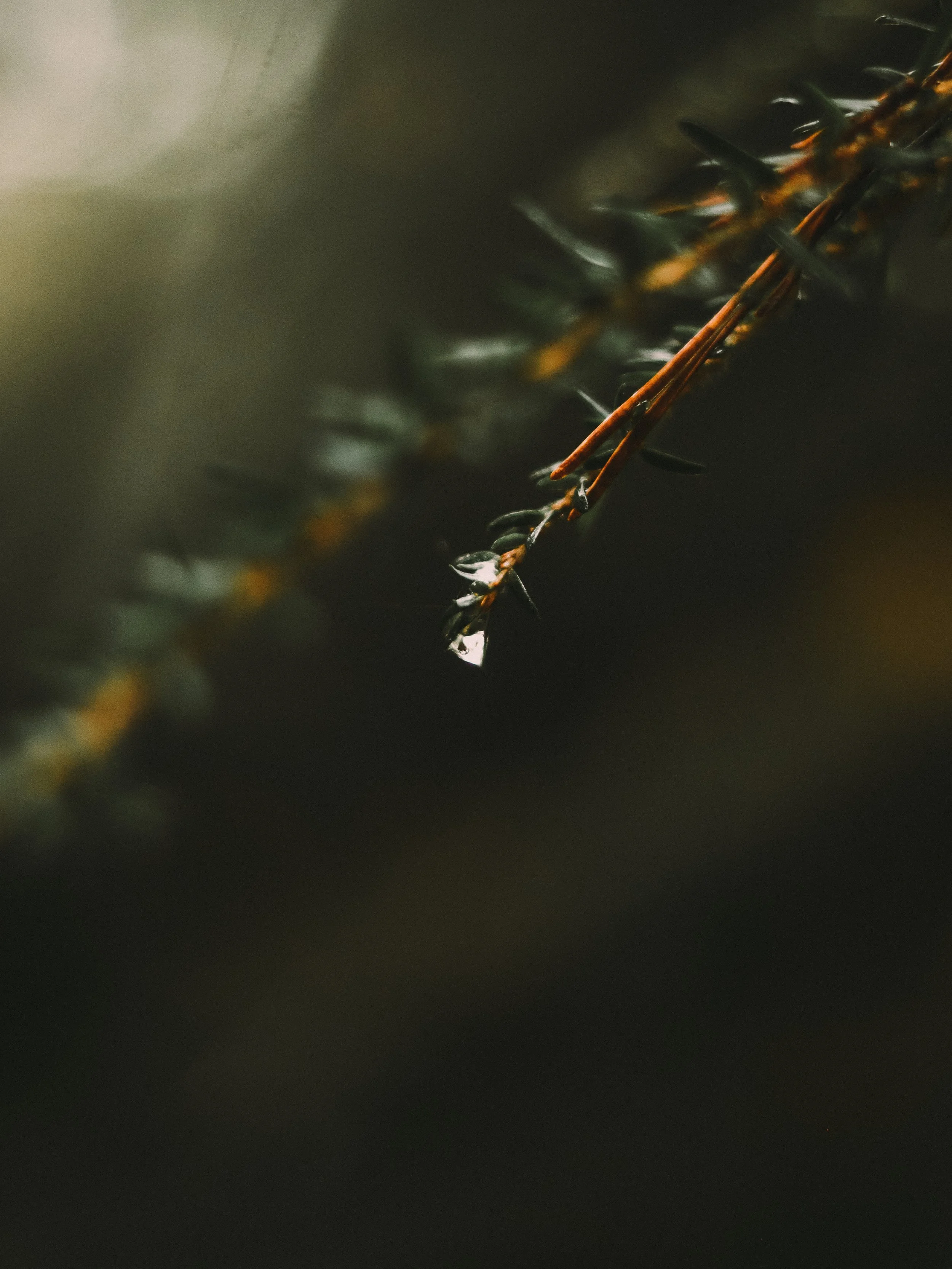Close-up of a thorny plant branch with sharp spikes, with water droplets on the branch.