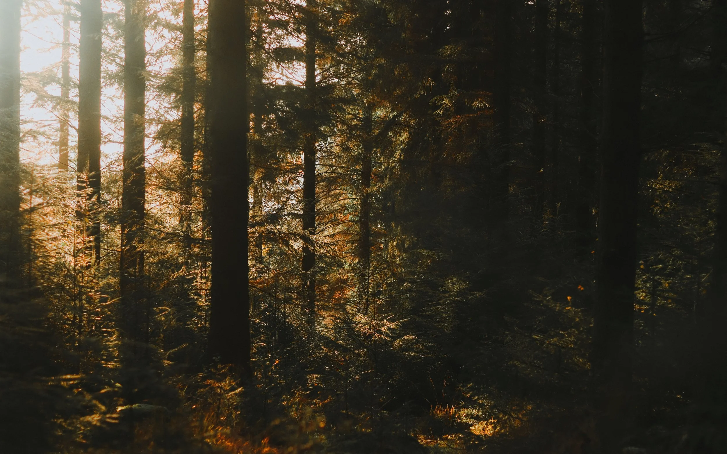 Sunlight filtering through a dense forest of tall trees with green leaves.