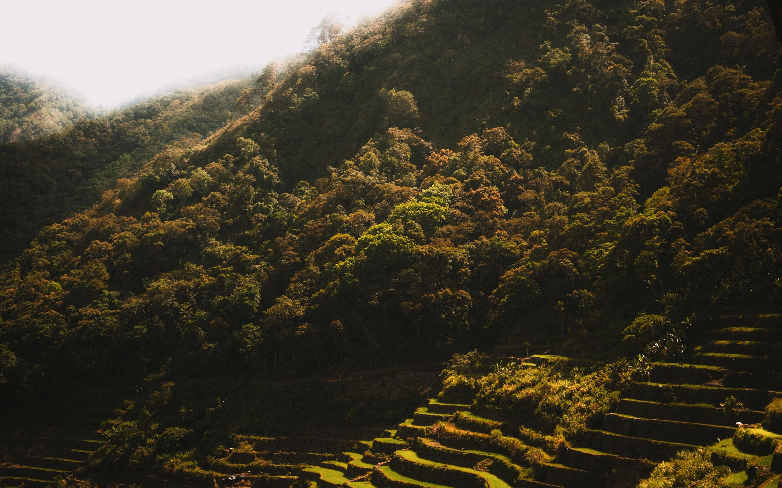 Terraced farming fields on a hillside surrounded by dense forest and mountain slopes.