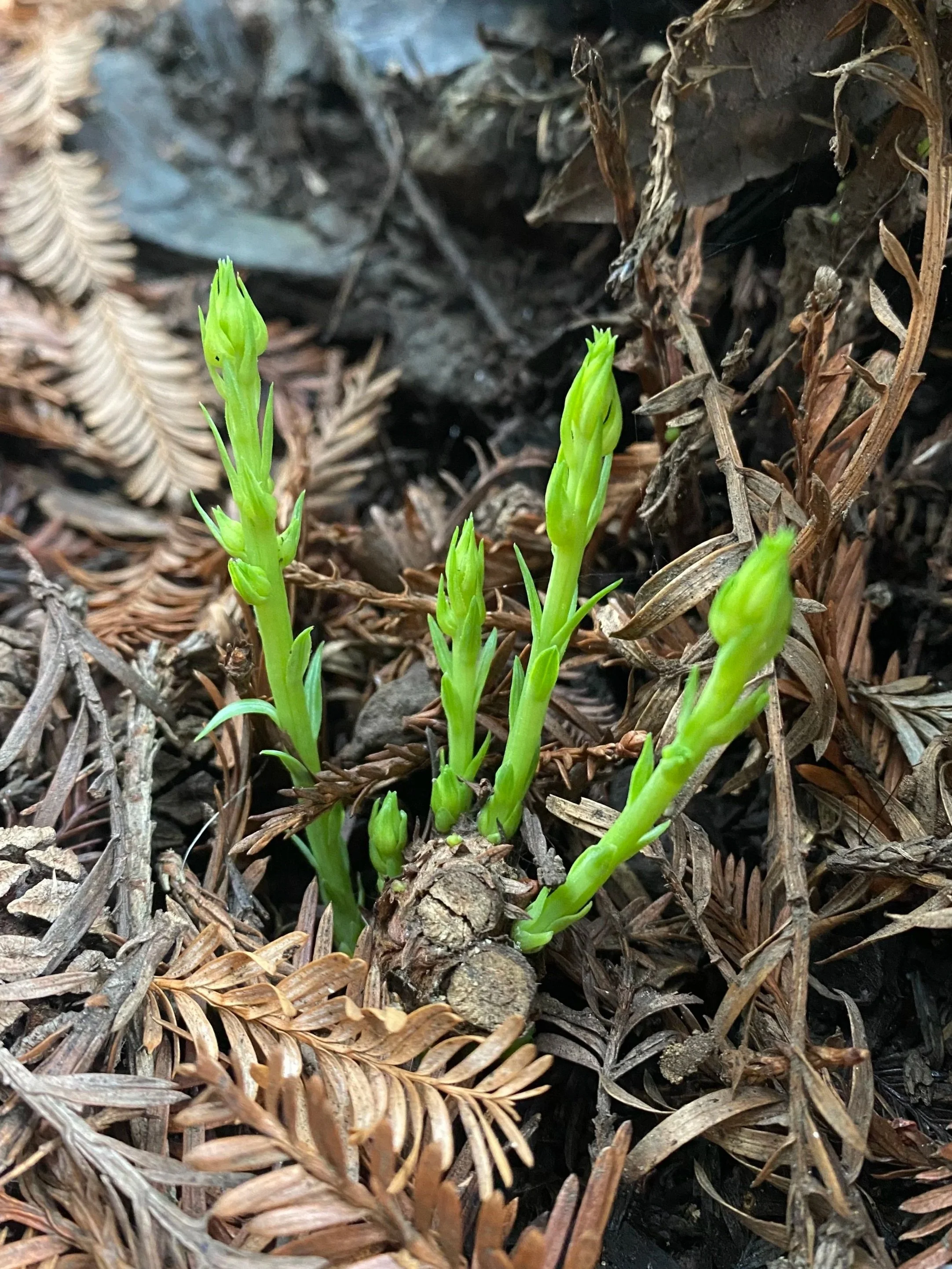 A photograph of five vibrant green redwood tree sprouts
