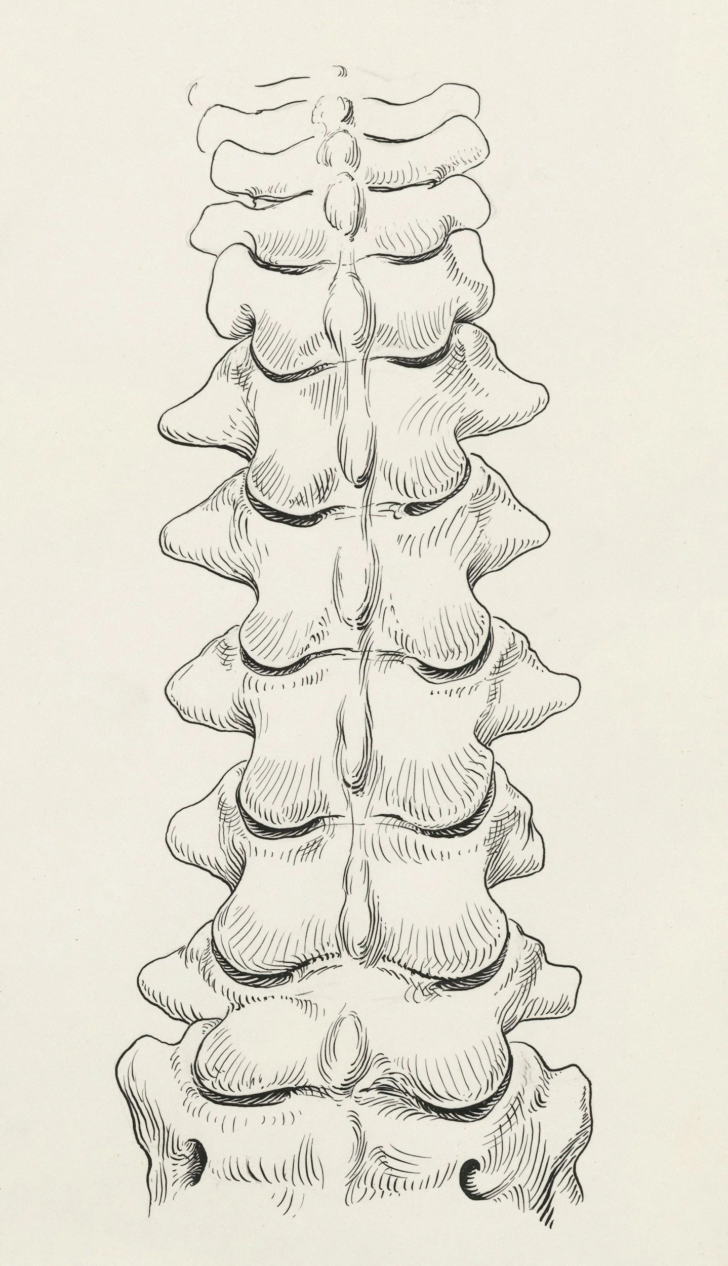 Black and white ink drawing of a human spine, showing vertebrae from mid to lower back.