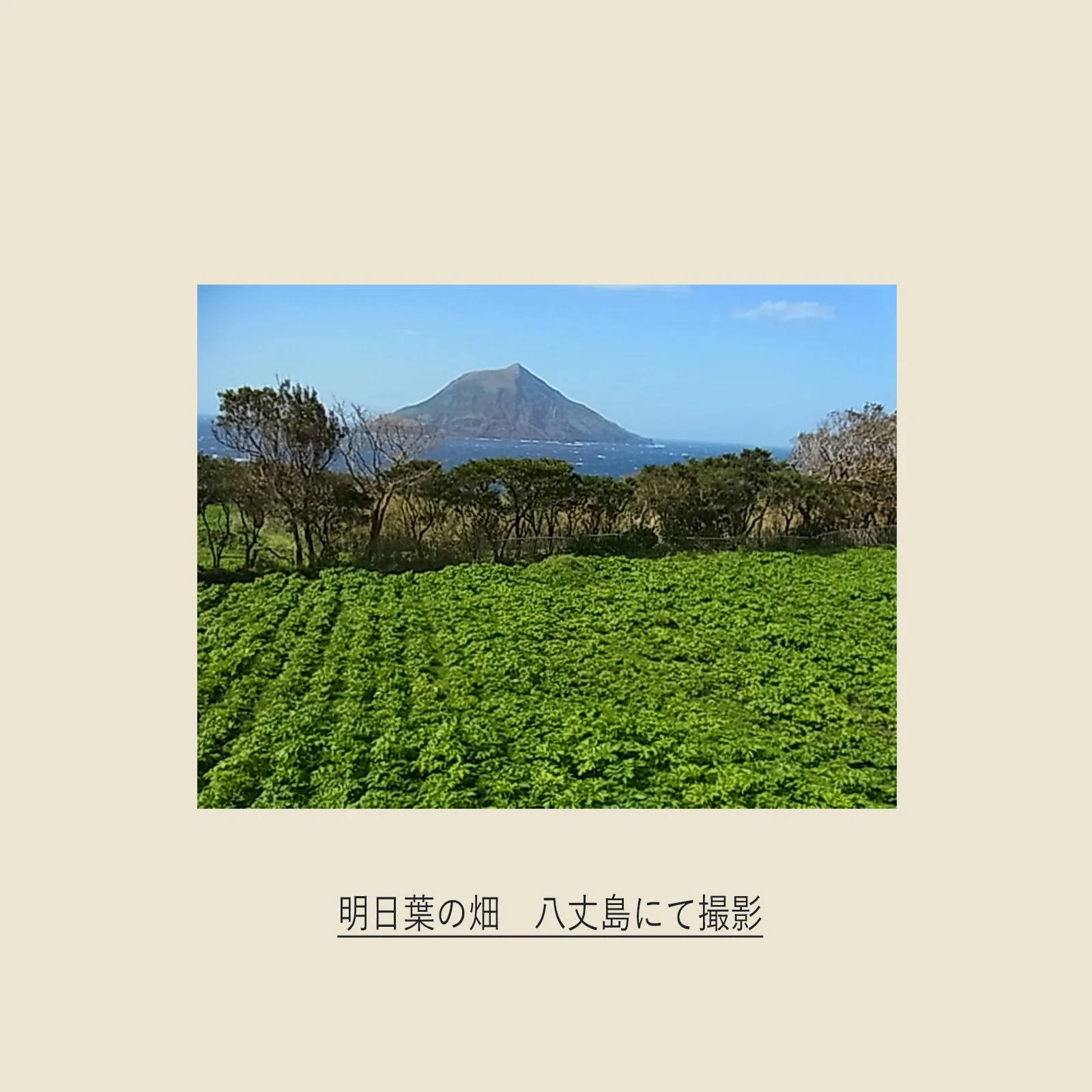 otukare_ashitaba10.jpg