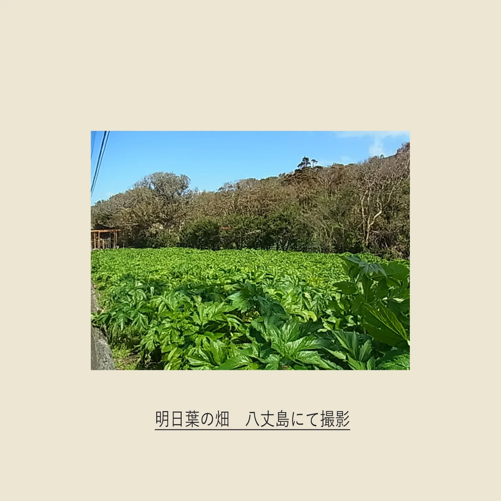 otukare_ashitaba11.jpg