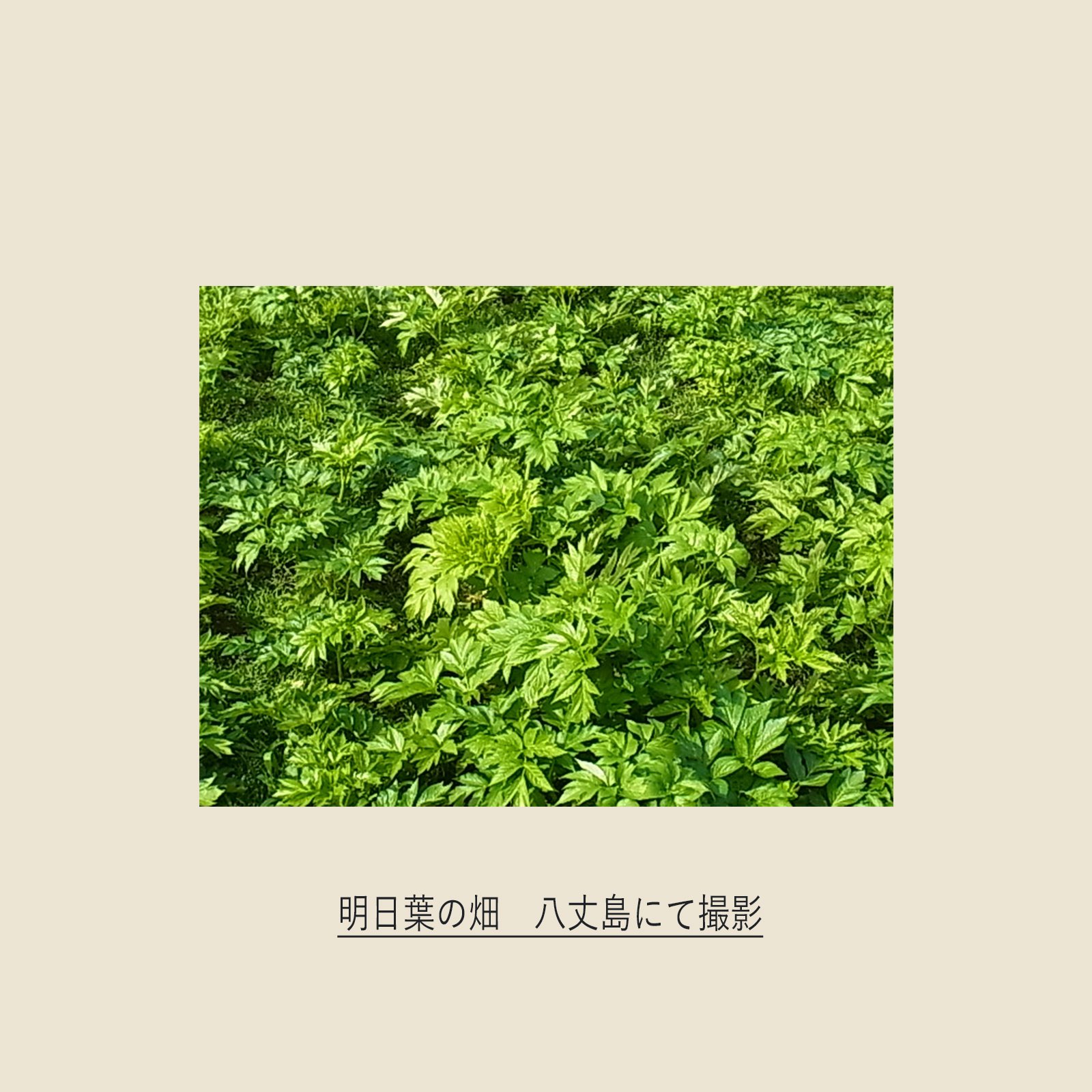otukare_ashitaba12.jpg