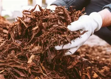 Person wearing white gloves holding a large handful of shredded brown mulch or compost.