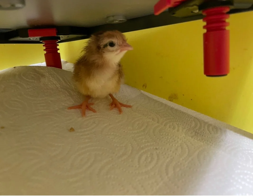Darth Vader, Baby Chicks, and My Last Year in the Classroom