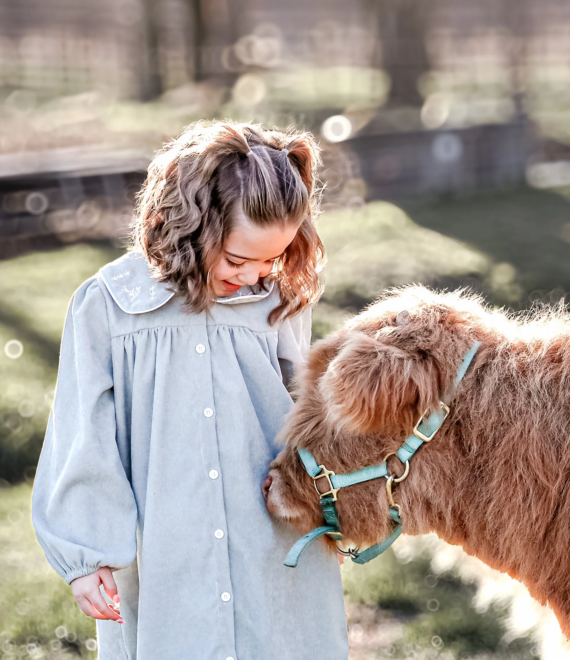Highland Mini Cow mini session in Fort Payne Alabama by Little River Lens LLC.