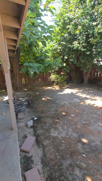 Backyard before: bare dirt under a large tree