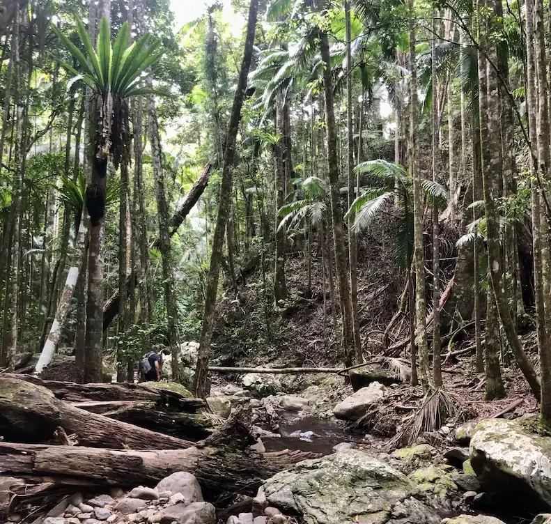 Rainforest track in Cedar Creek to the swimming hole.