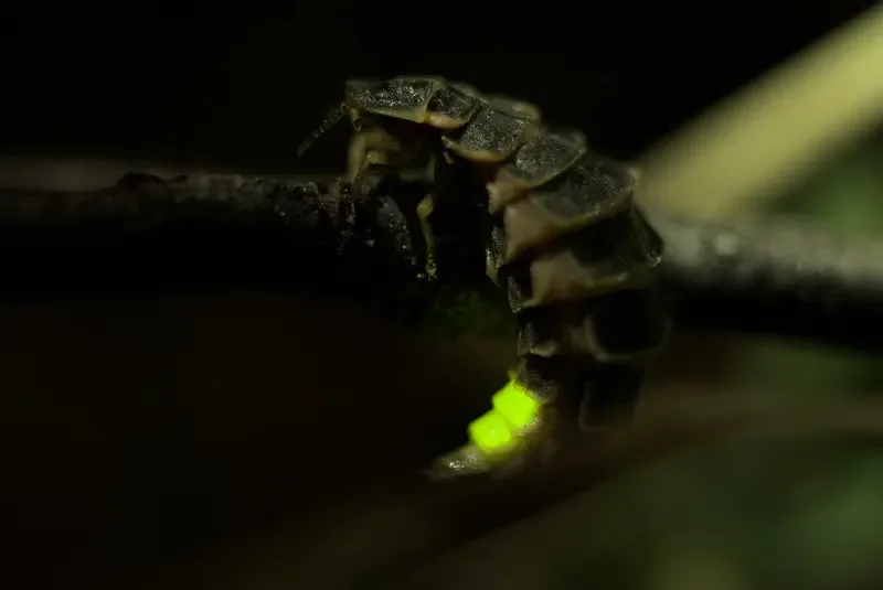 Glow worm in the dark of tropical Queensland.
